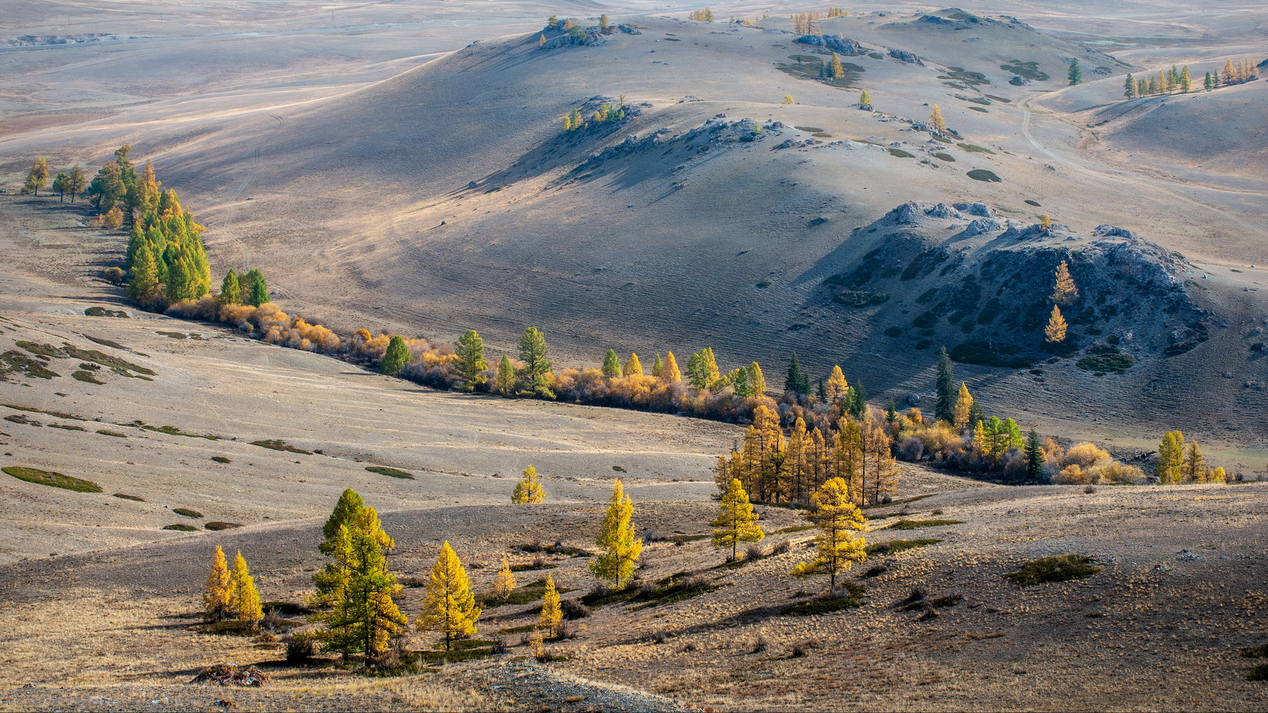 Алтайские линии. горы алтай горный ник васильев красота утро кусты деревья свет каратюргун