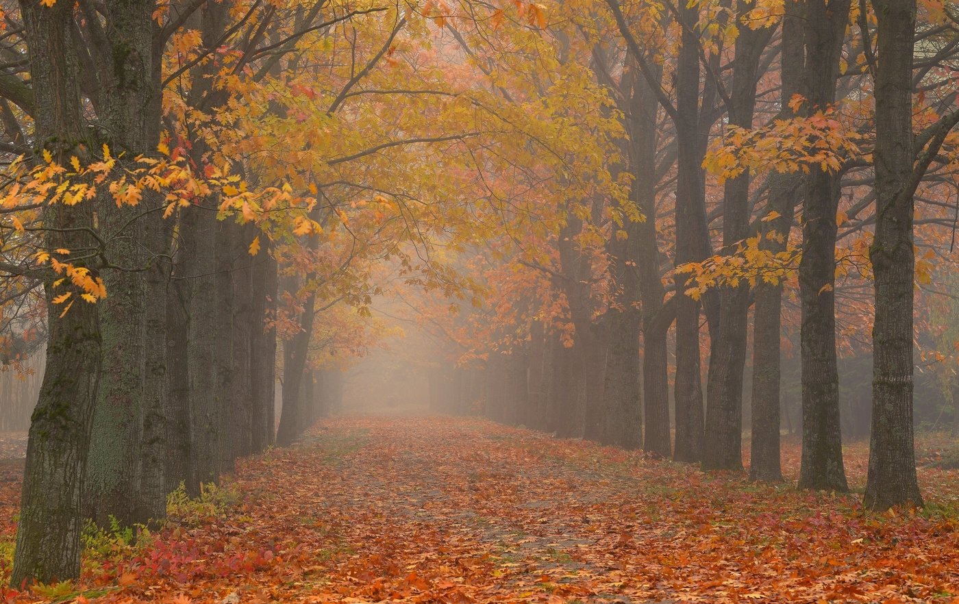 Аллея осень листва туман аллея