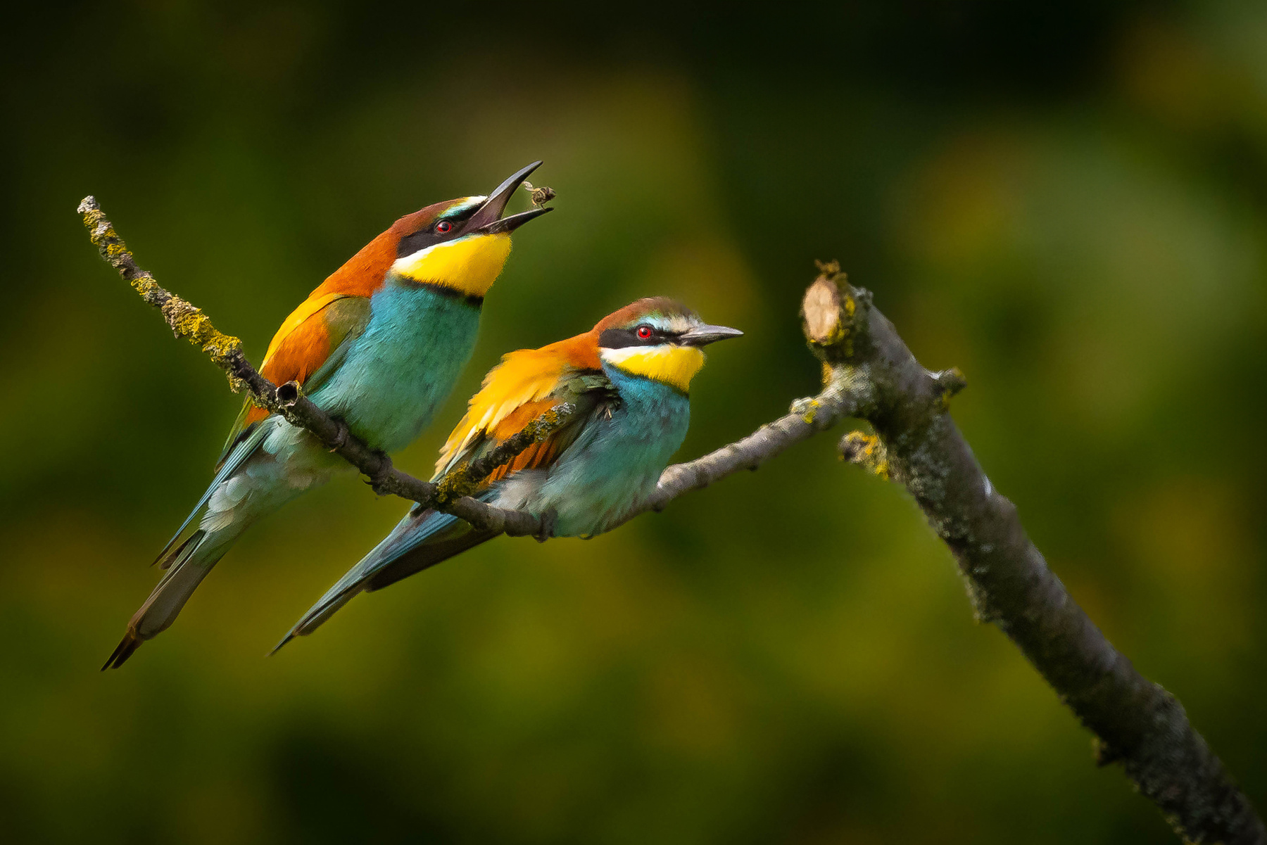 Bee-eater 
