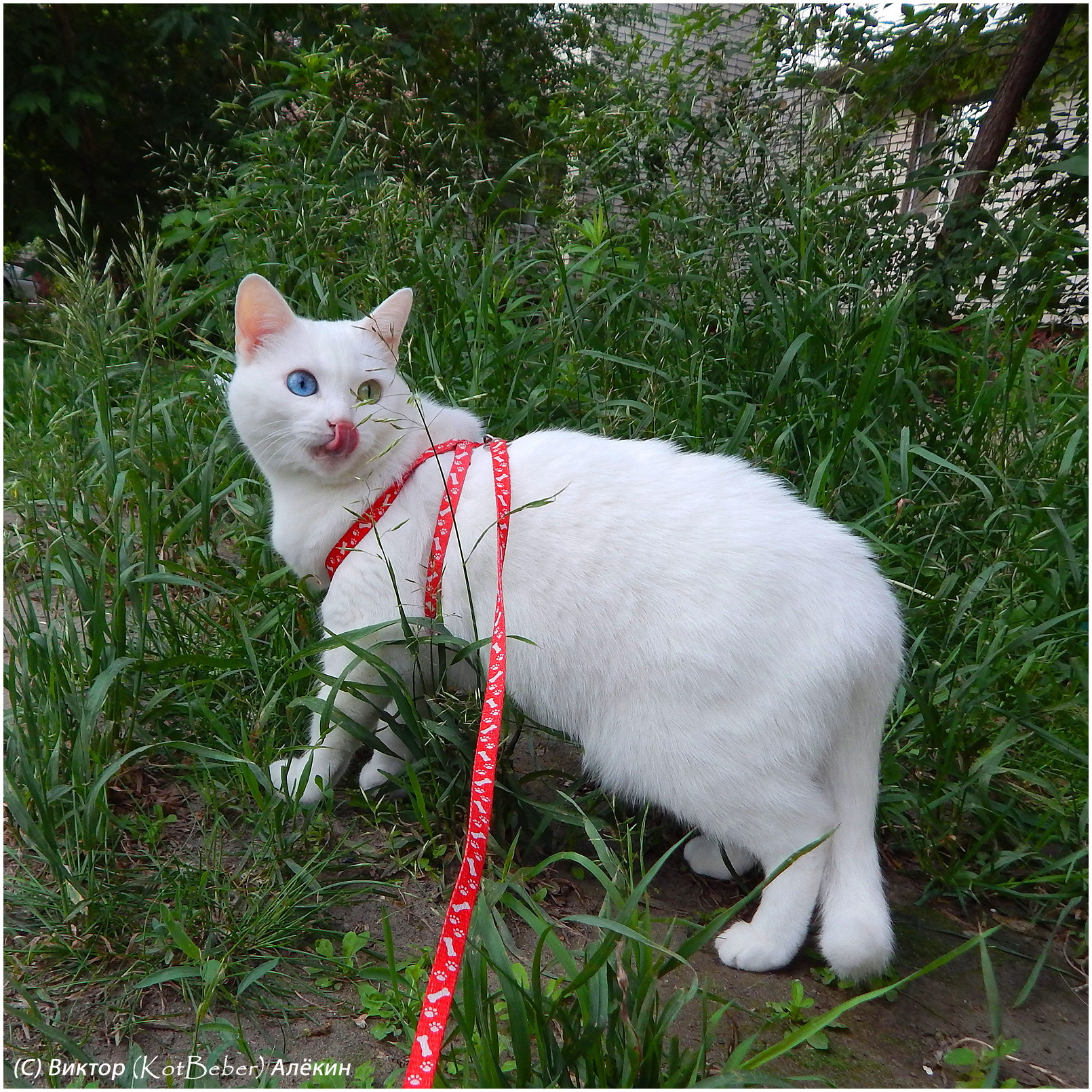 Белоснежко-языческое белые кошки white cats белоснежка котофото