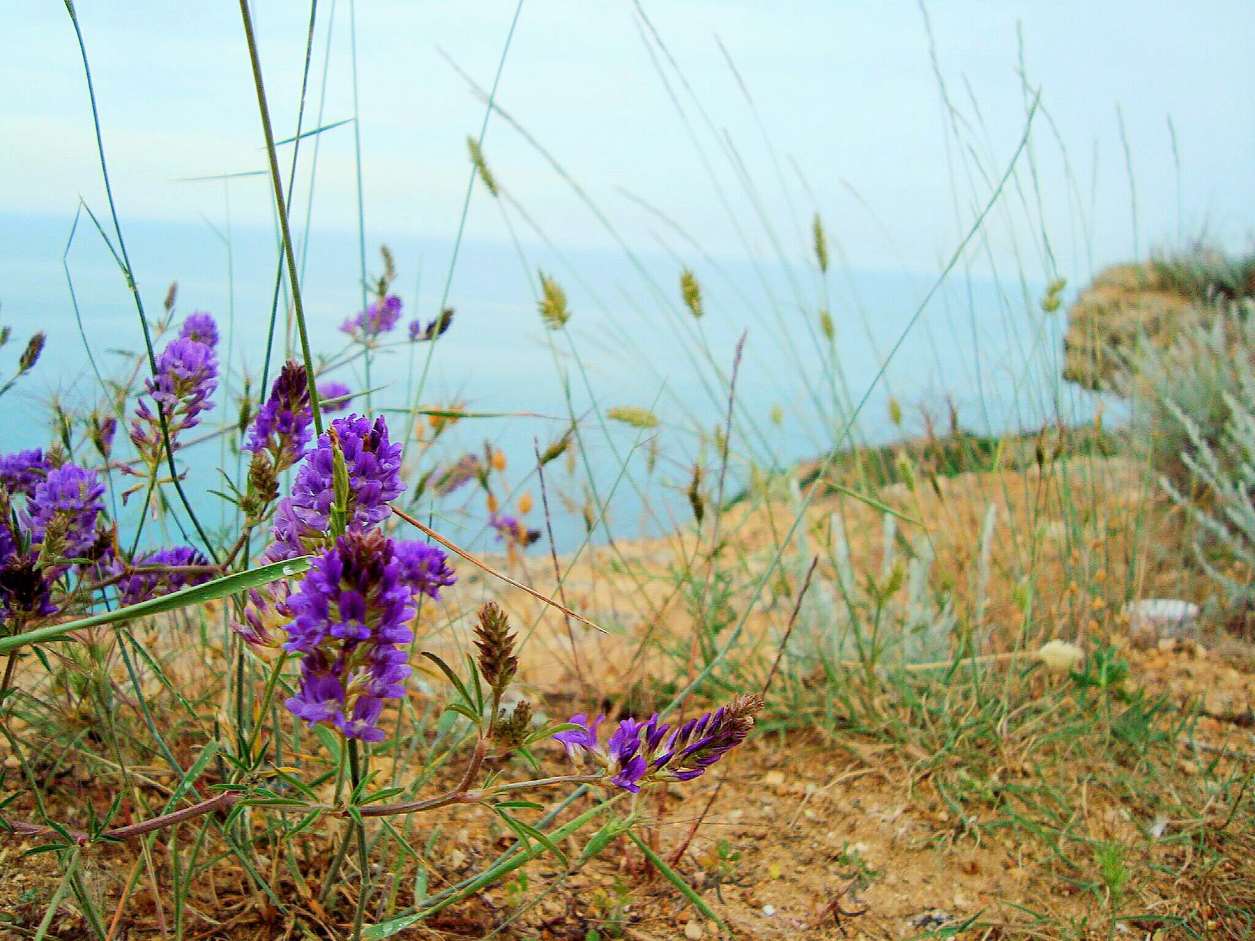 Степные травы. море скалы цветы лаванда лето