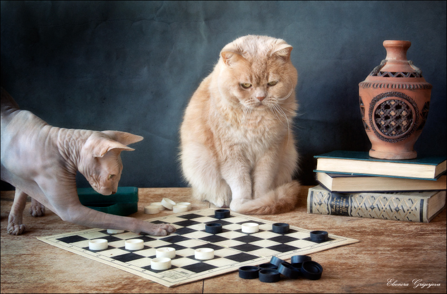 По-моему, кто-то мухлюет... кот британский сфинкс шашки игра натюркотики