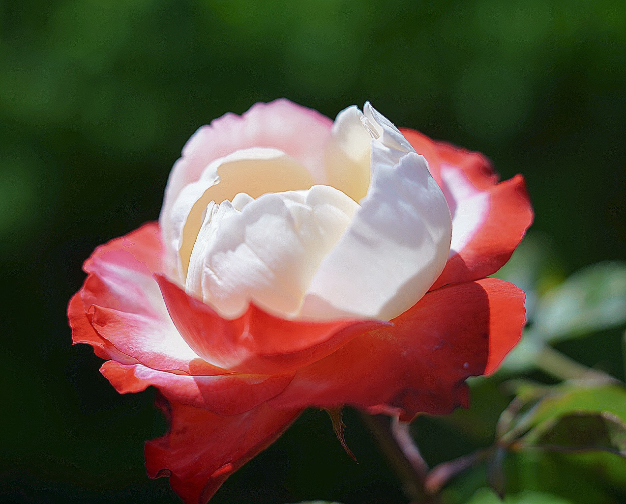 Красно-белая роза 
