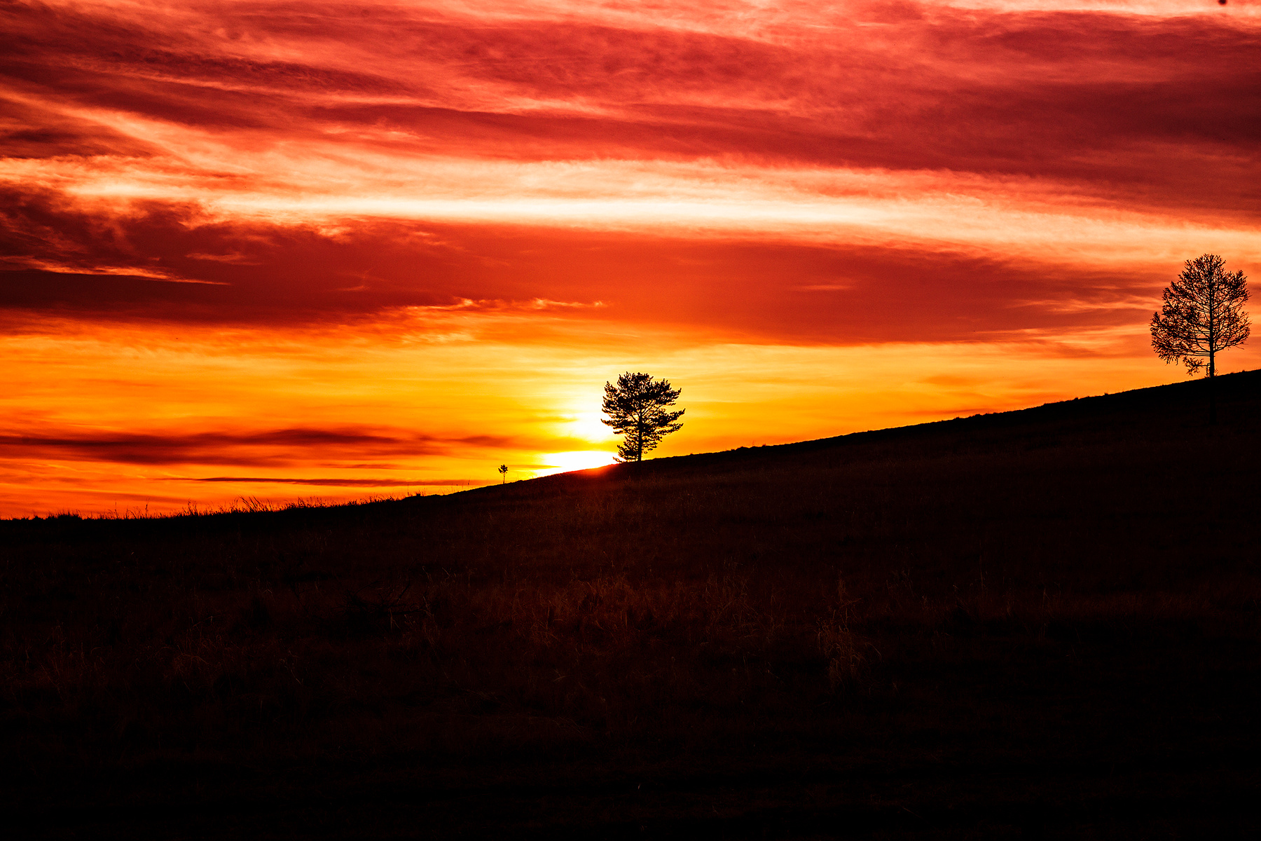 Просто закат дерево солнце закат одиночество