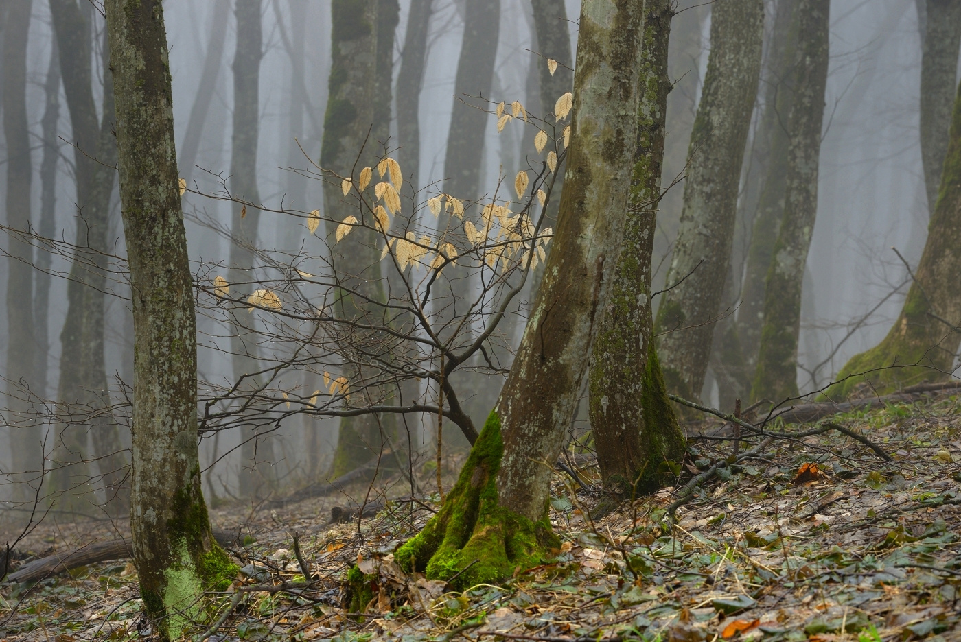 Воспоминание о прошедшем лес весна деревья туман листва
