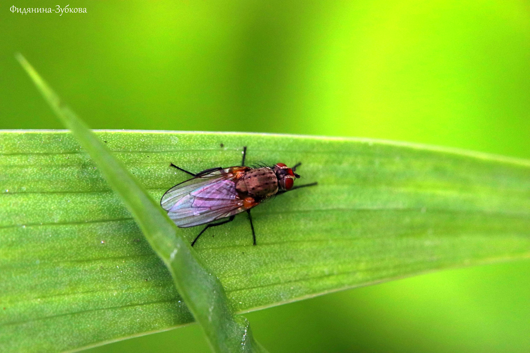Комнатная муха на узком листе 