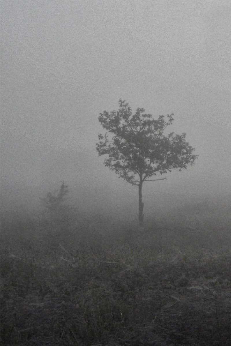 Туман. дерево туман