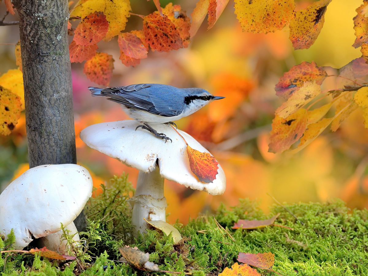В осеннем лесу 2 природа птицы фотоохота поползень осень грибы