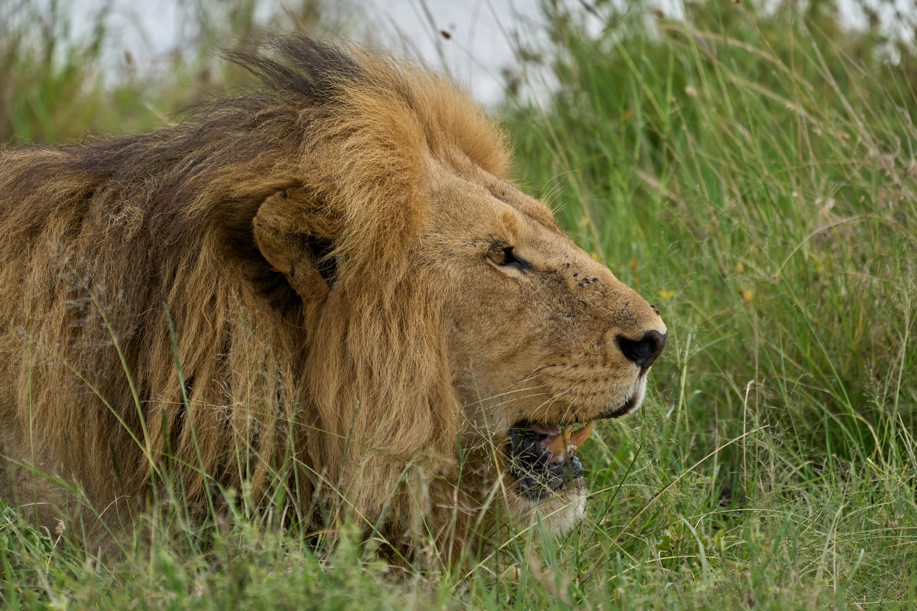 Лев Танзания Серенгети Африка природа животные лев