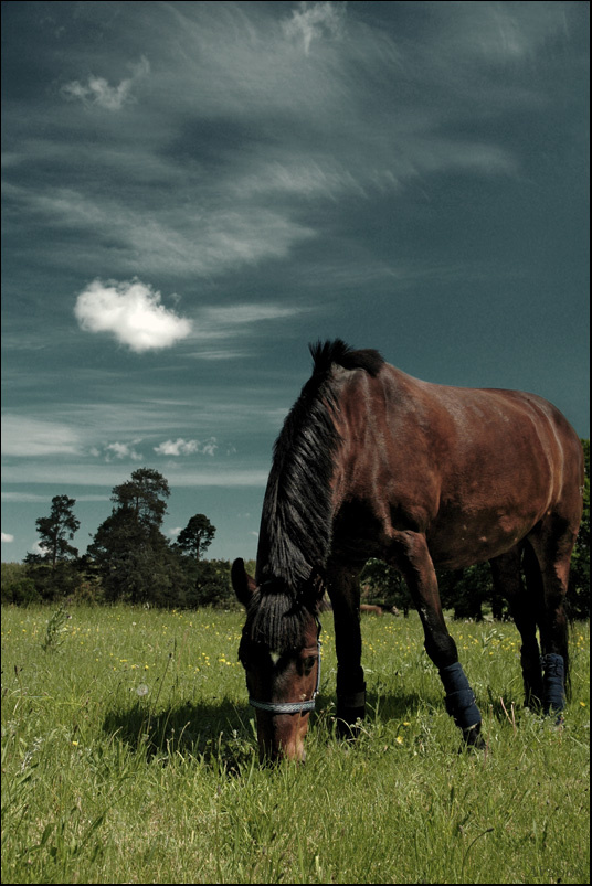 ...лошадка... лошадь,конь,луг,небо,облако