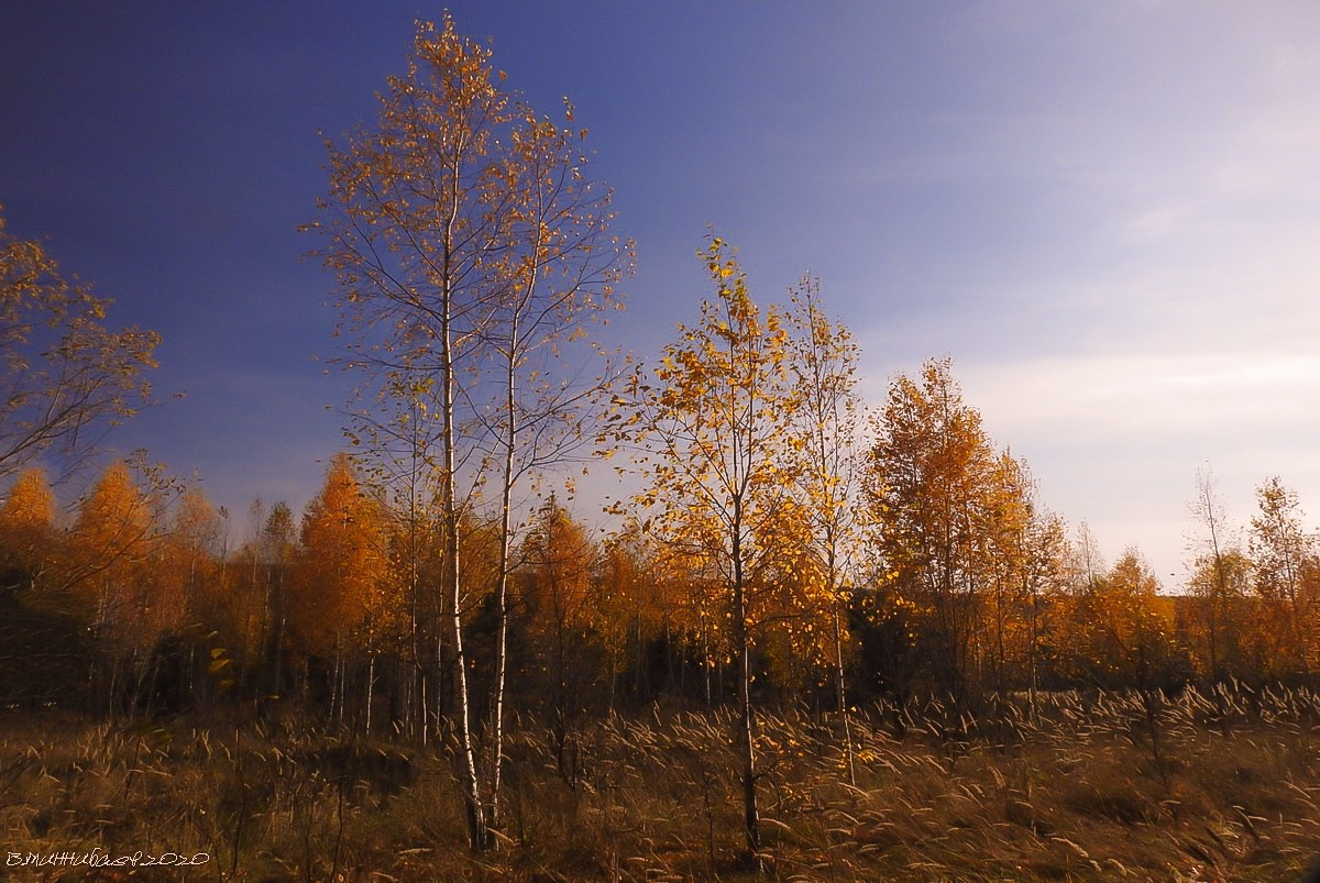 Поздняя осень пейзаж природа осень лес
