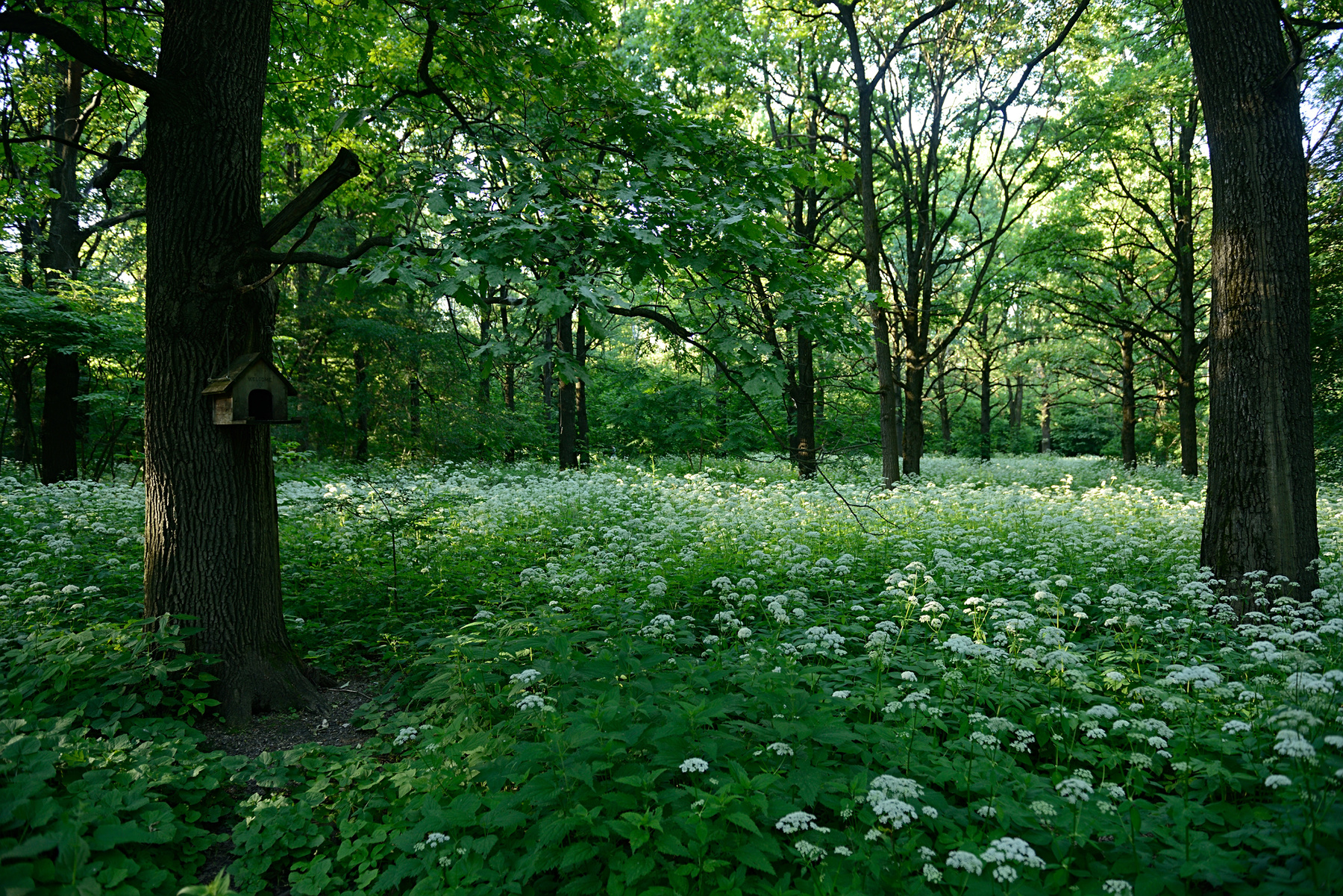 Лесная кипень Россия Москва ботанический сад лето природа сныть