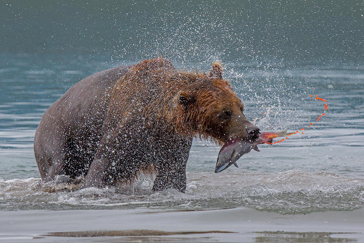 Дни изобилия камчатка медведь лето животные природа путешествие фототур