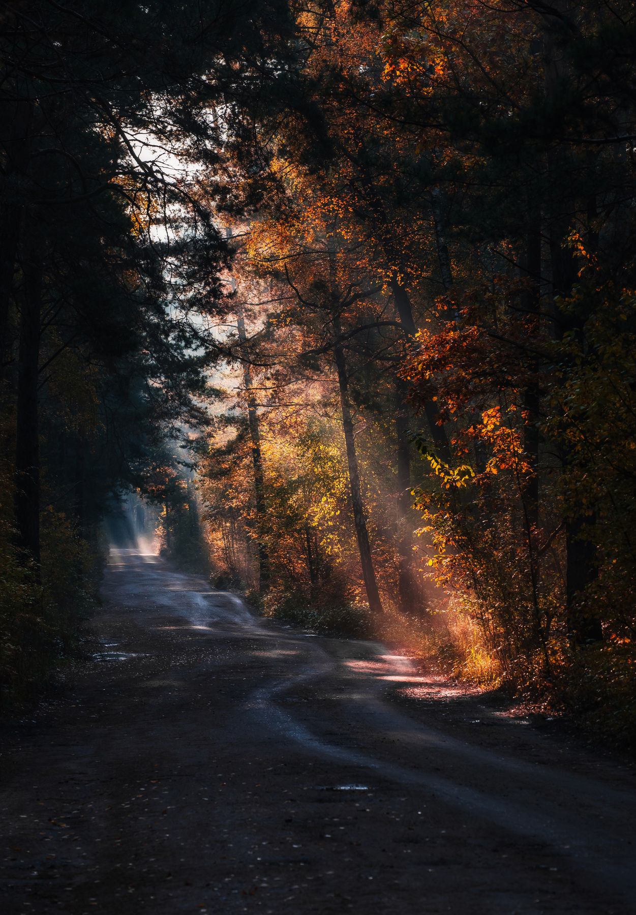 Осенним утром на лесной дороге Природа пейзаж свет дорога