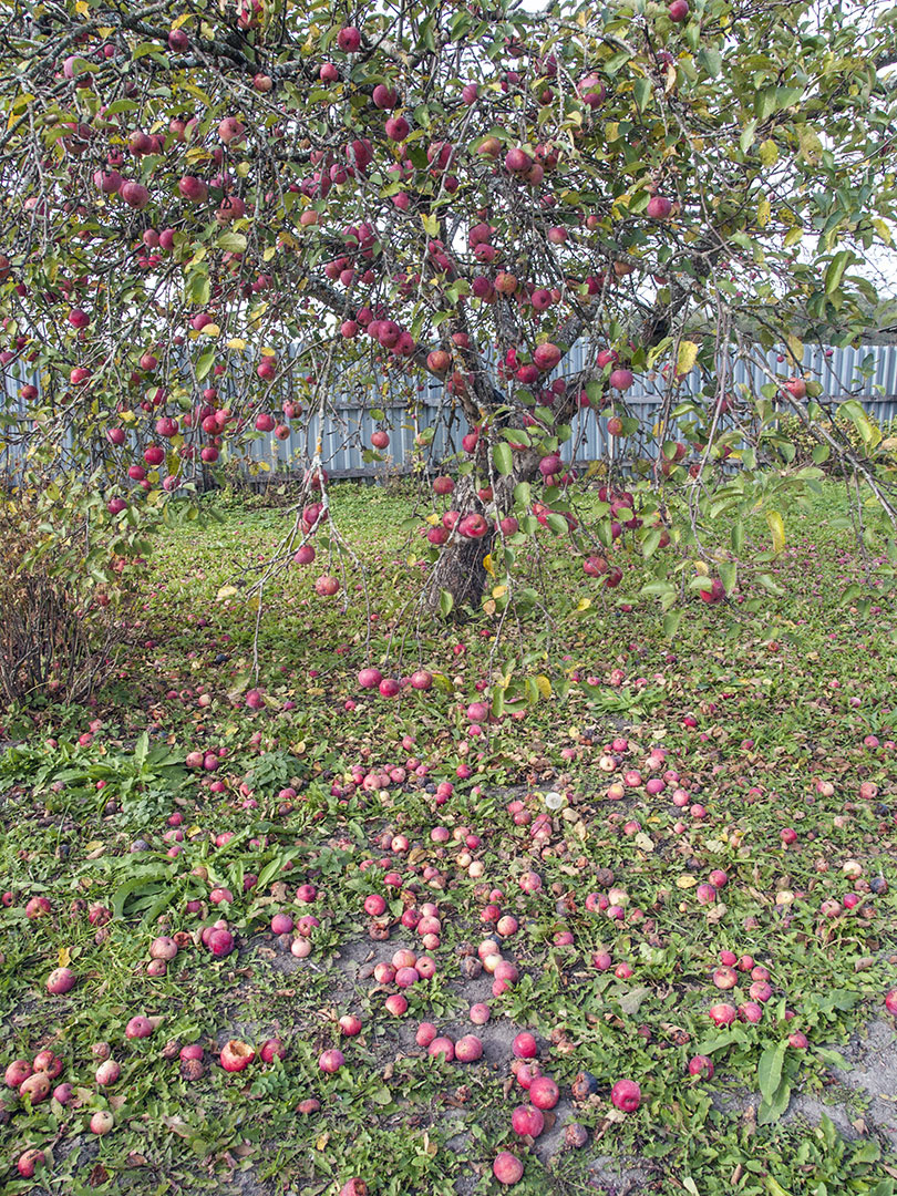 Яблоня яблоня осень октябрь