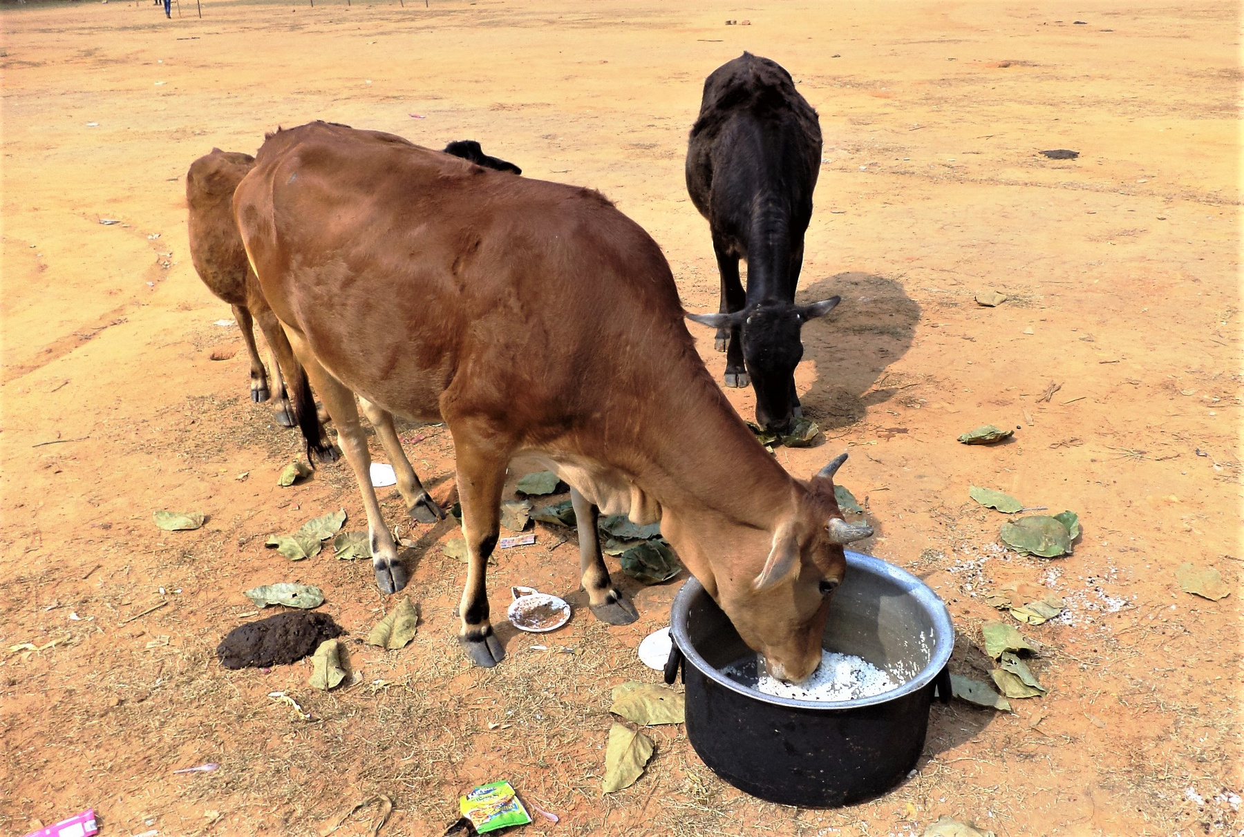 Корова кушает рис из кастрюли. индия корова животные