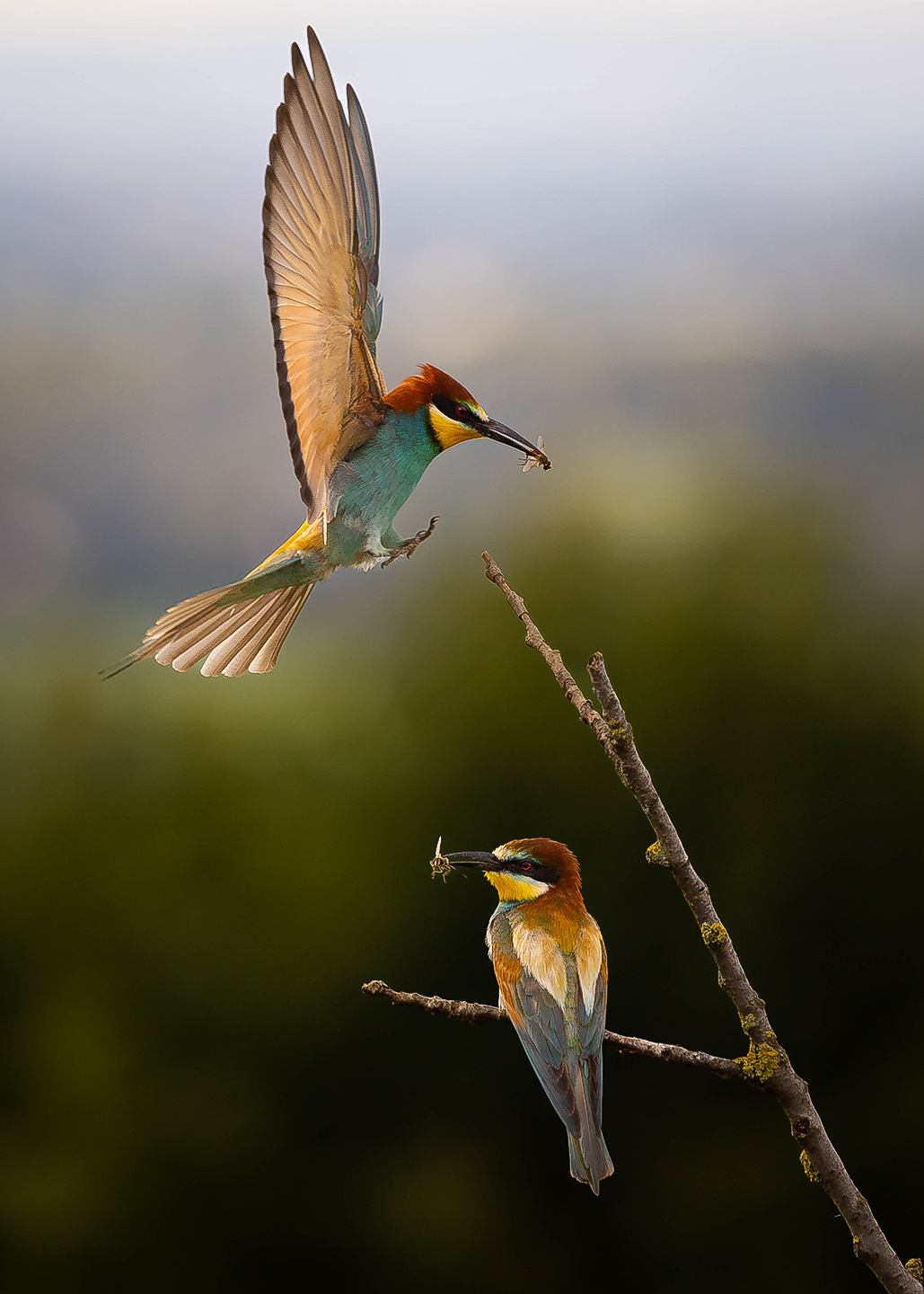 Bee-eater 
