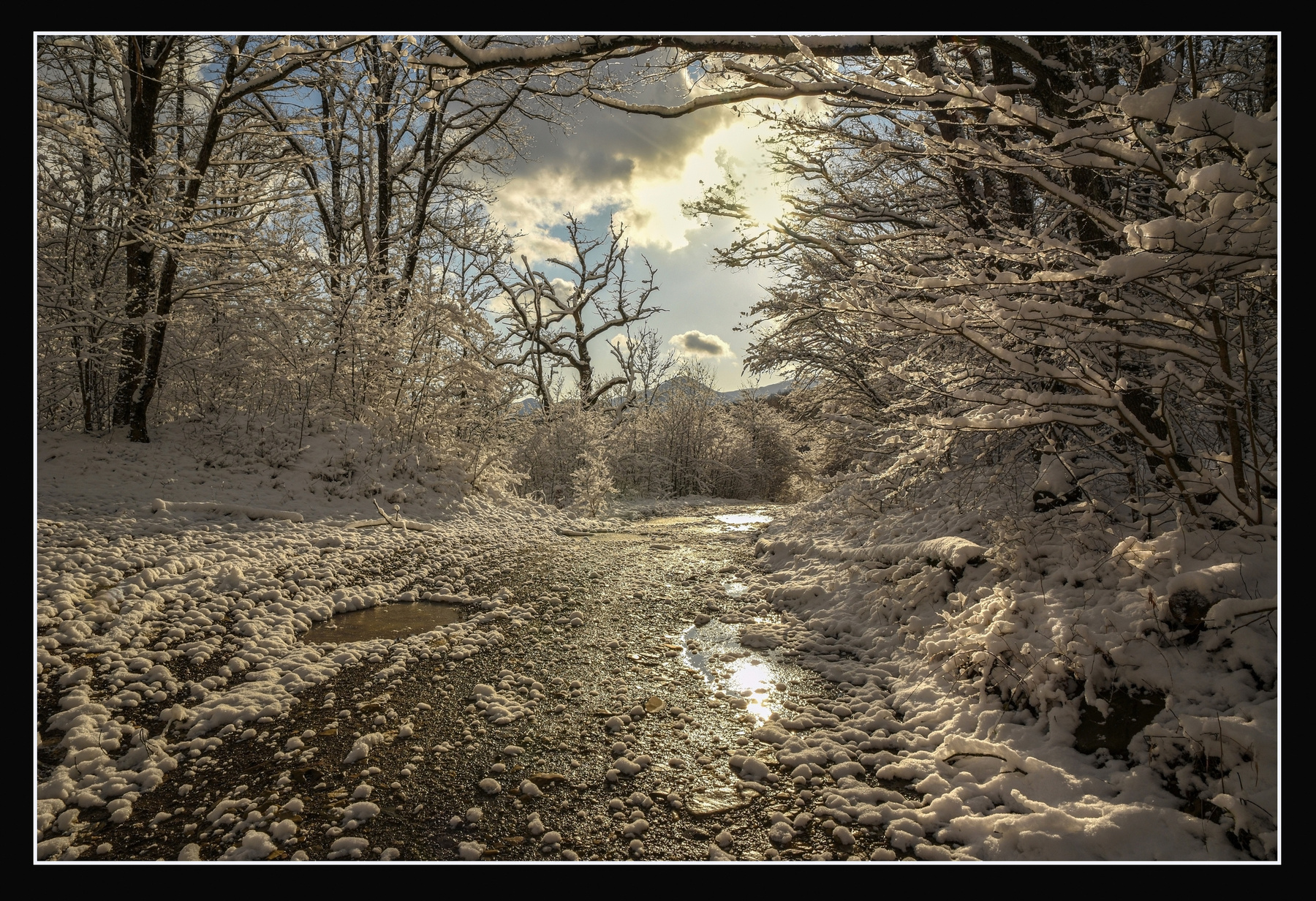 Солнечное настроение лес солнце зима дорога деревья ветки снег пейзаживалерия фотография