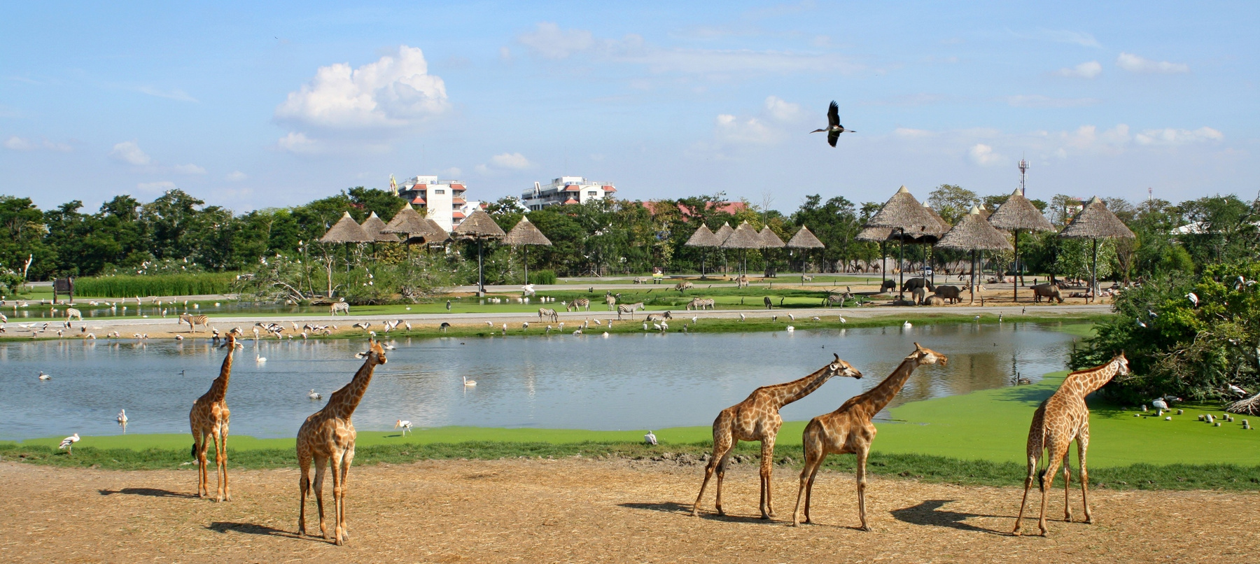 В Сафари парке сафари парк жирафы бангкок пруд