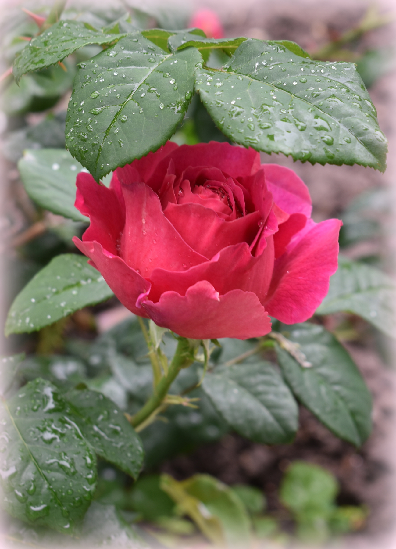 Зонтик лето июнь роза капли дождь лист