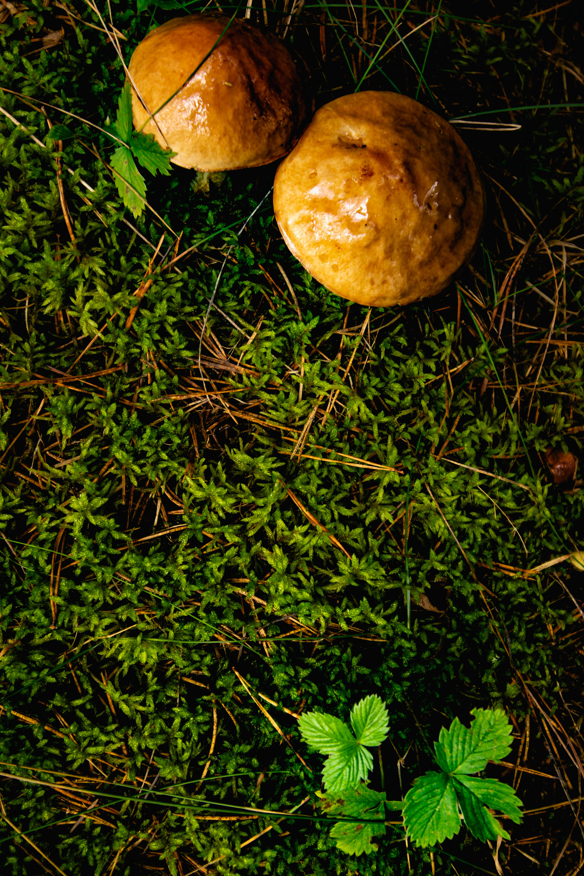 по грибы и ягоды грибы лес