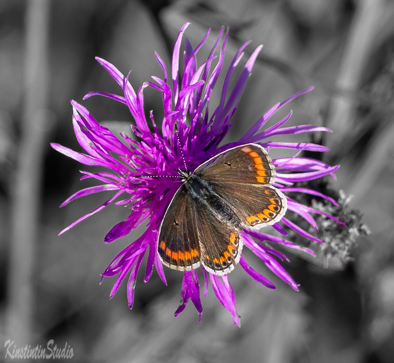 Из серии на цветке...Бабочка. цветок бабочка осень октябрь