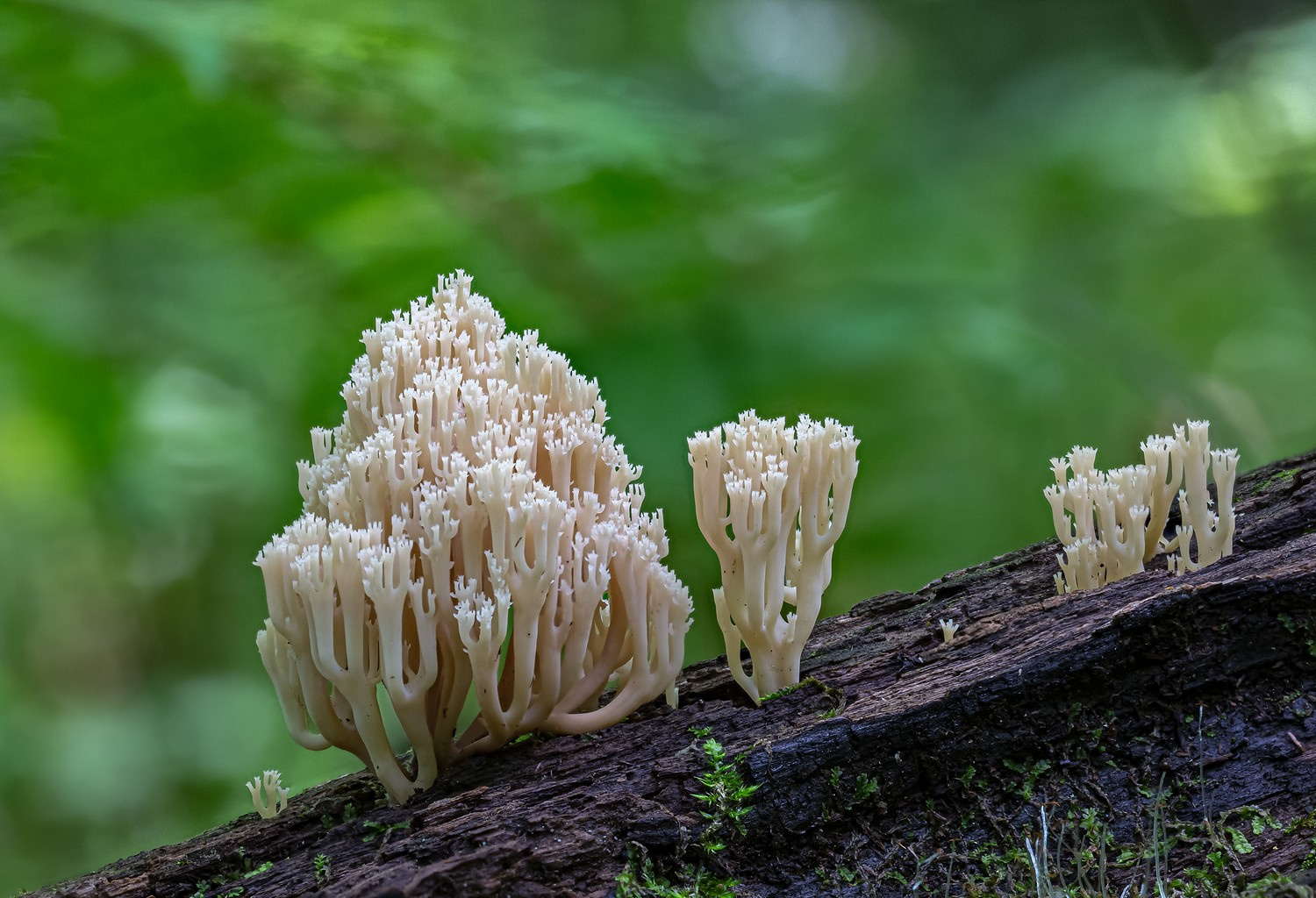 Лесные кораллы гриб рогатик