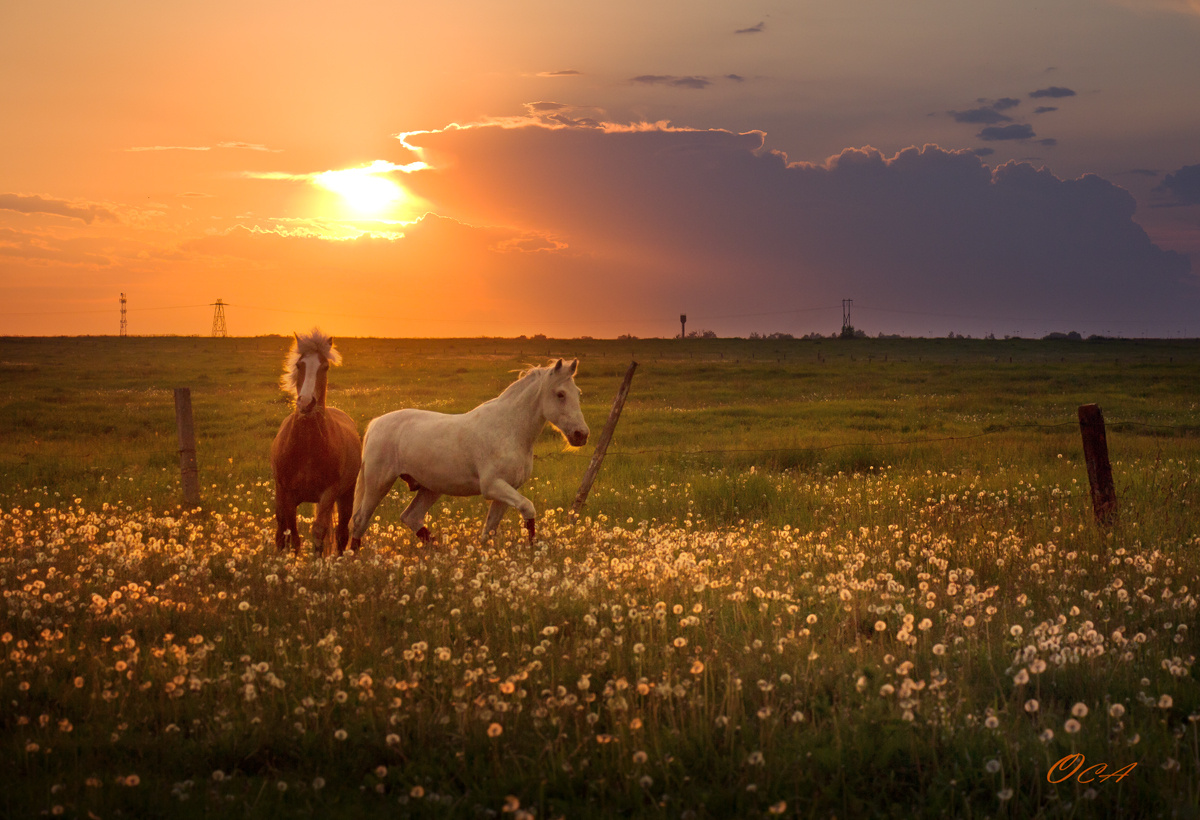 В полях закат кони лошади поля