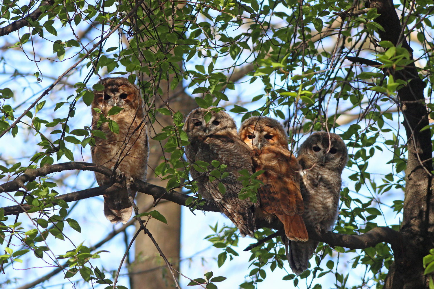 Четверо из дупла Серая неясыть Strix aluco Tawny owl