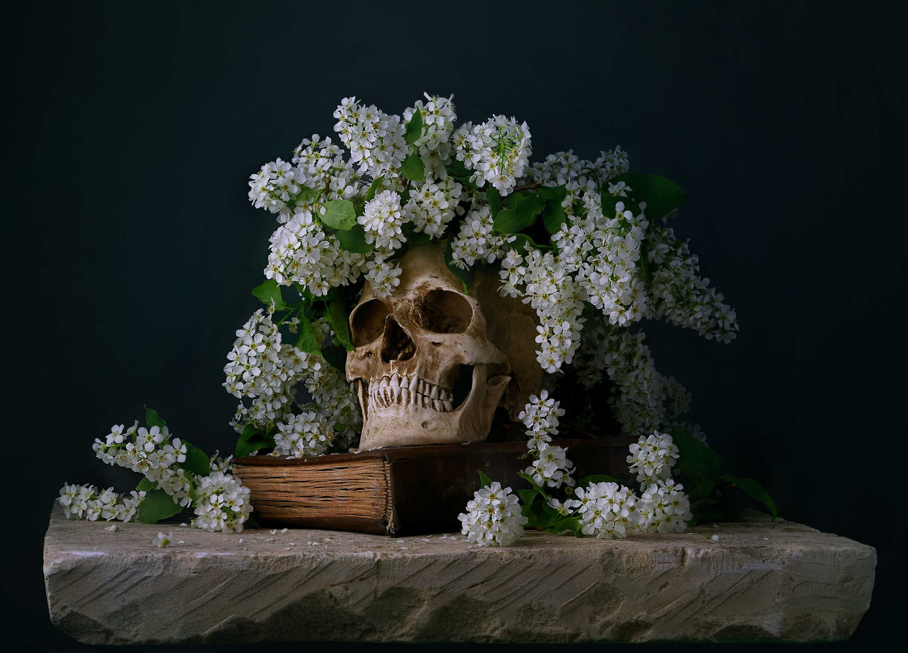 Memento mori черемуха цветы книга череп мертвая голова memento mori