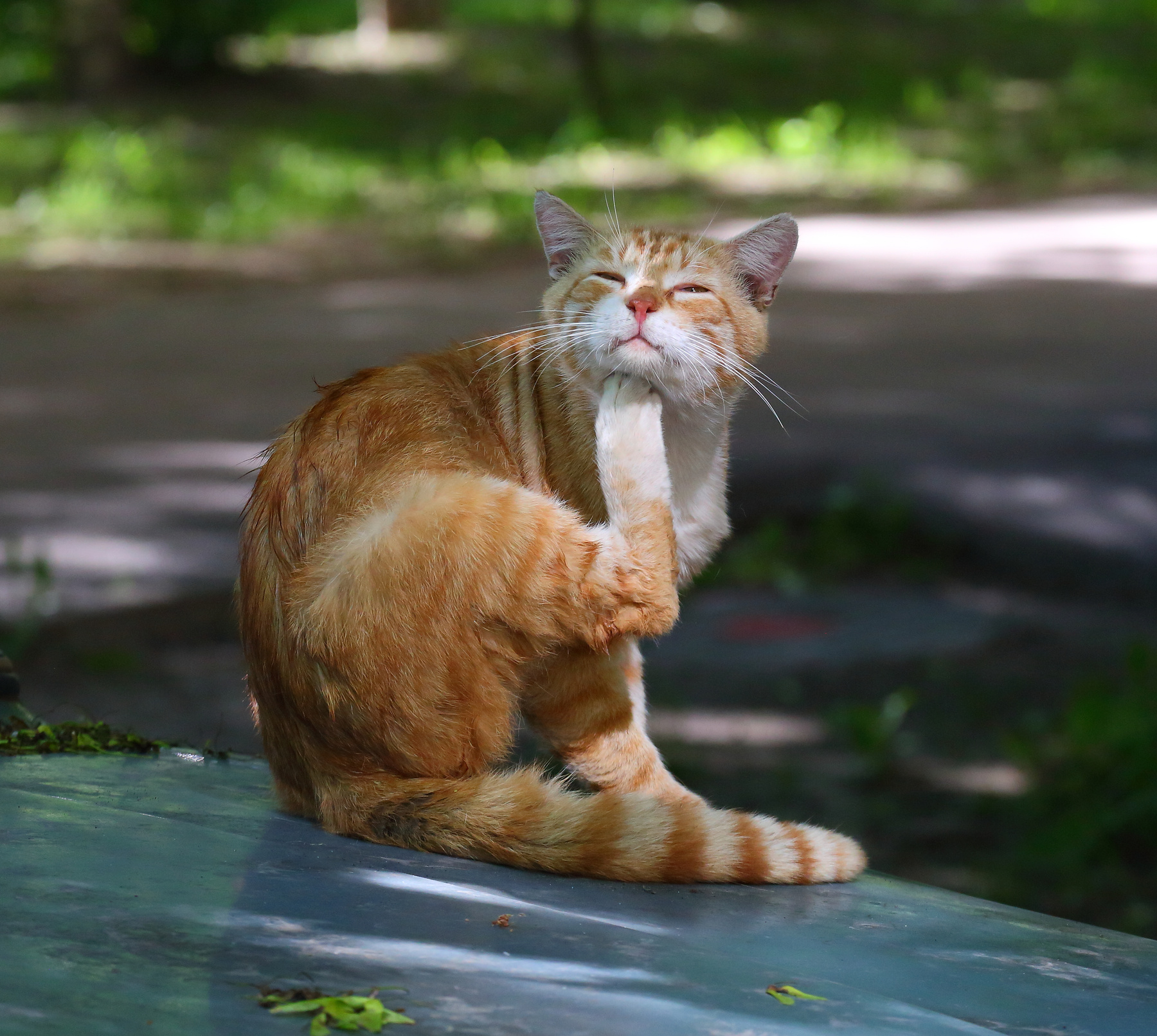 Мыслитель кошки кот рыжий лето