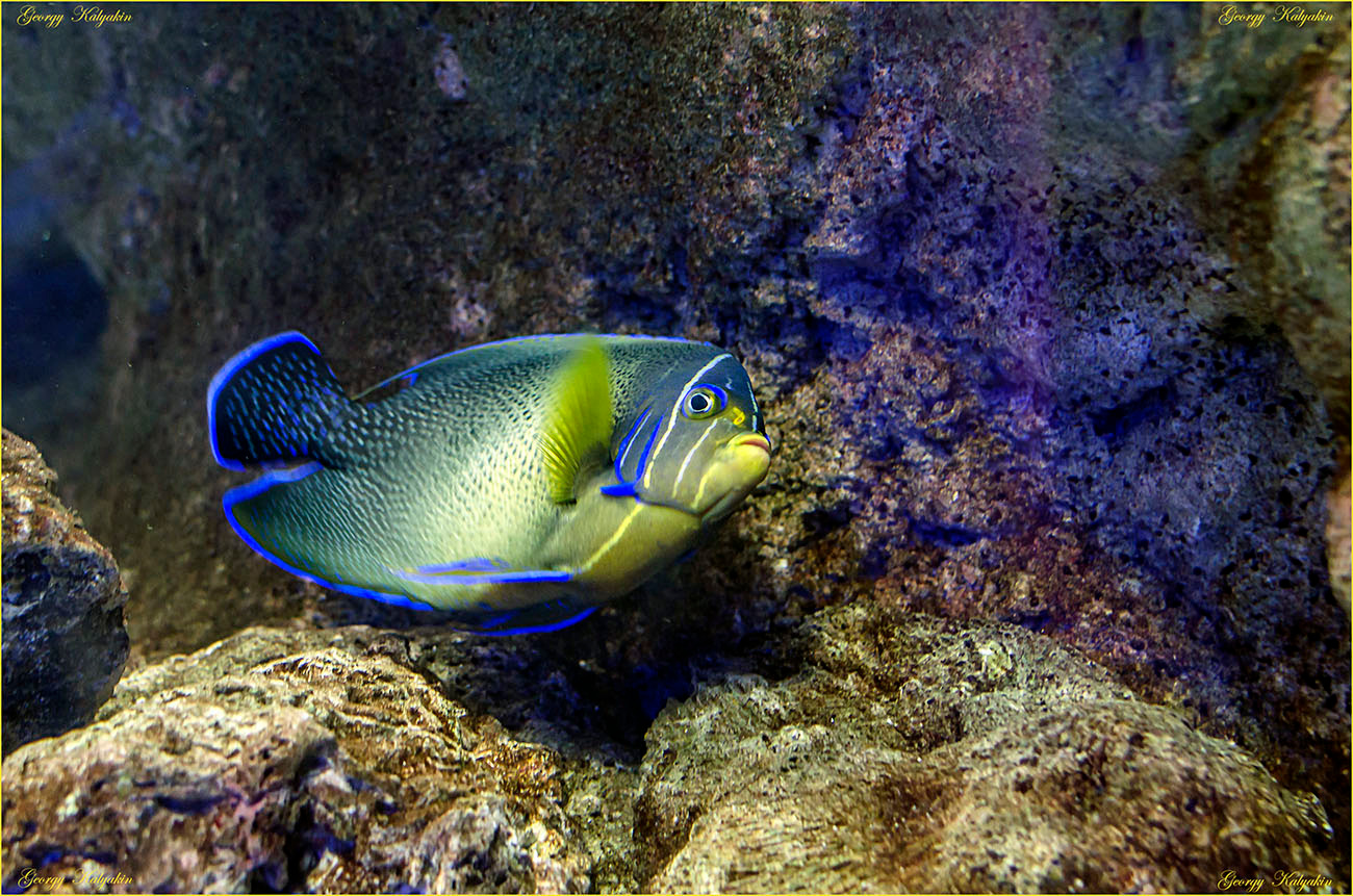 Взгляд рыба море вода жизнь мир природа
