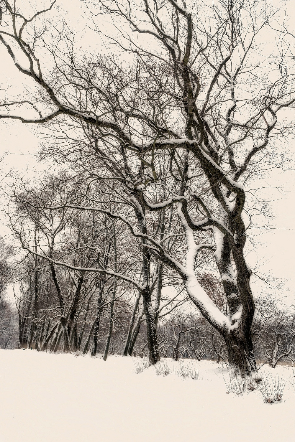 абстракция абстракция природа зима дорога снег лес дерево тишина спокойствие раздумье