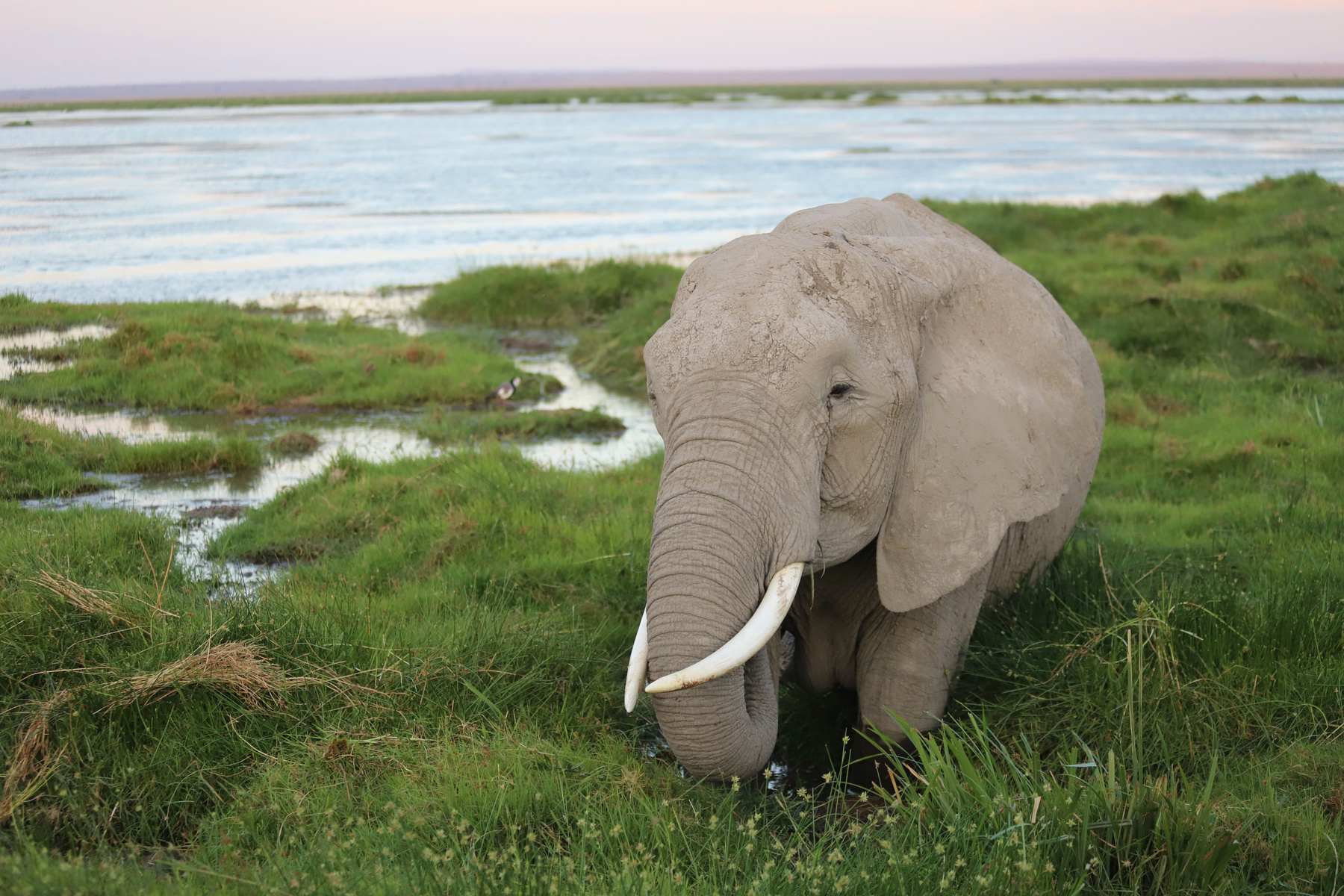Кенийский слон. слон кения африка амбосели