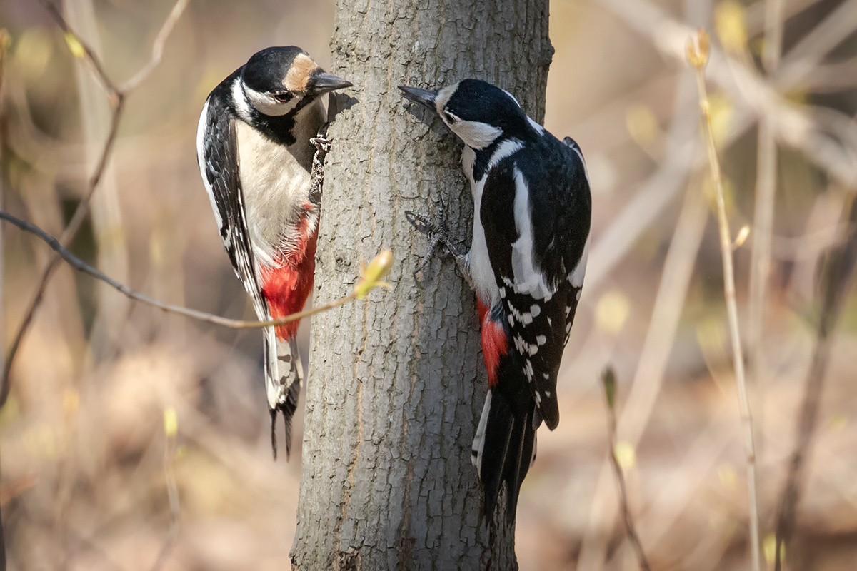 Самки большого пёстрого дятла выясняют отношения дятел большой пестрый птицы птица пернатые
