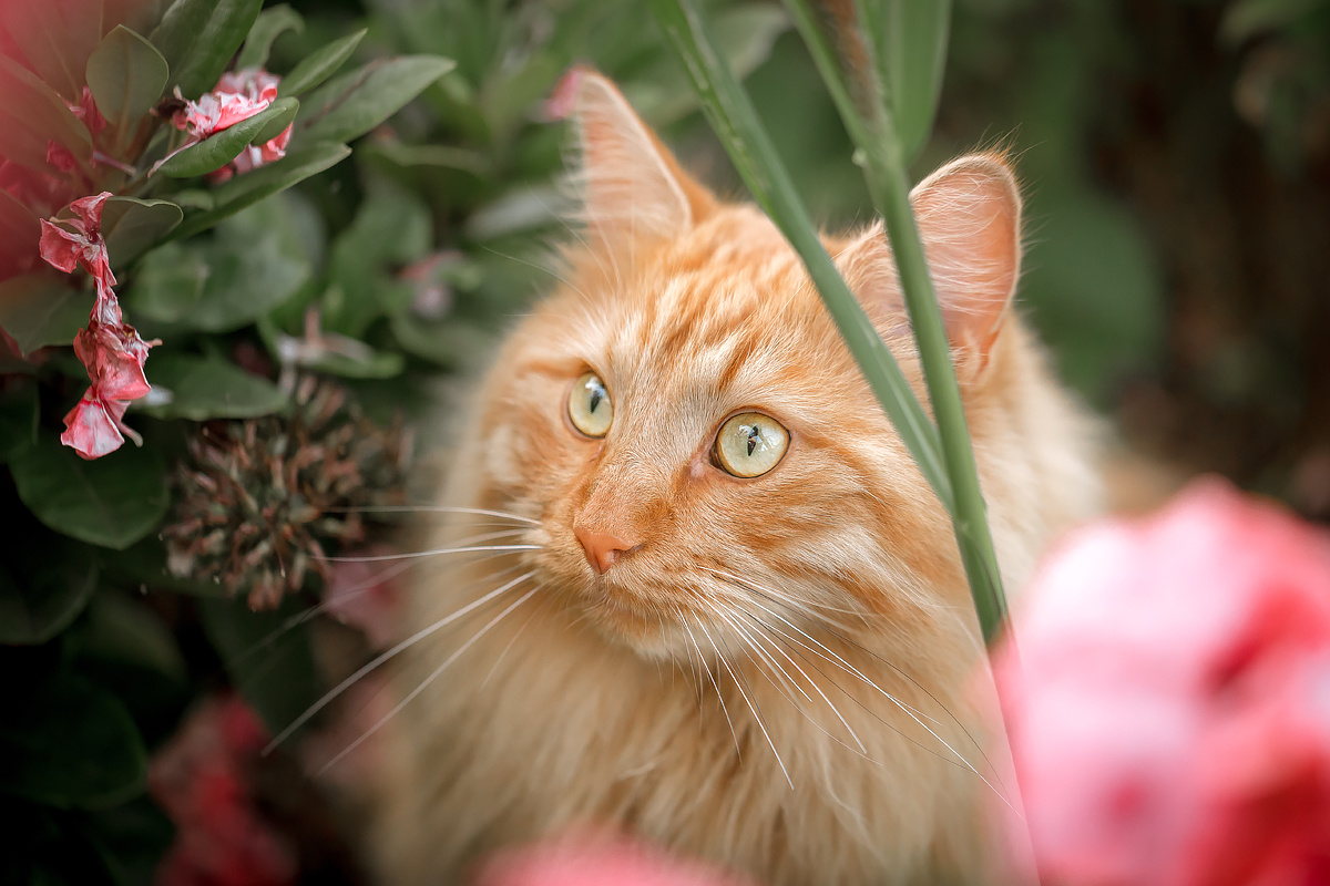 Портрет кота кот кошка животные рыжий взгляд кошачий глаз усатый полосатый