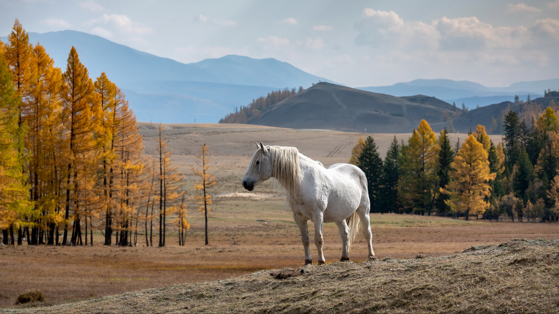 Вожак. горы алтай горный солнце белый конь лошадь животные красота ник васильев осень золотая