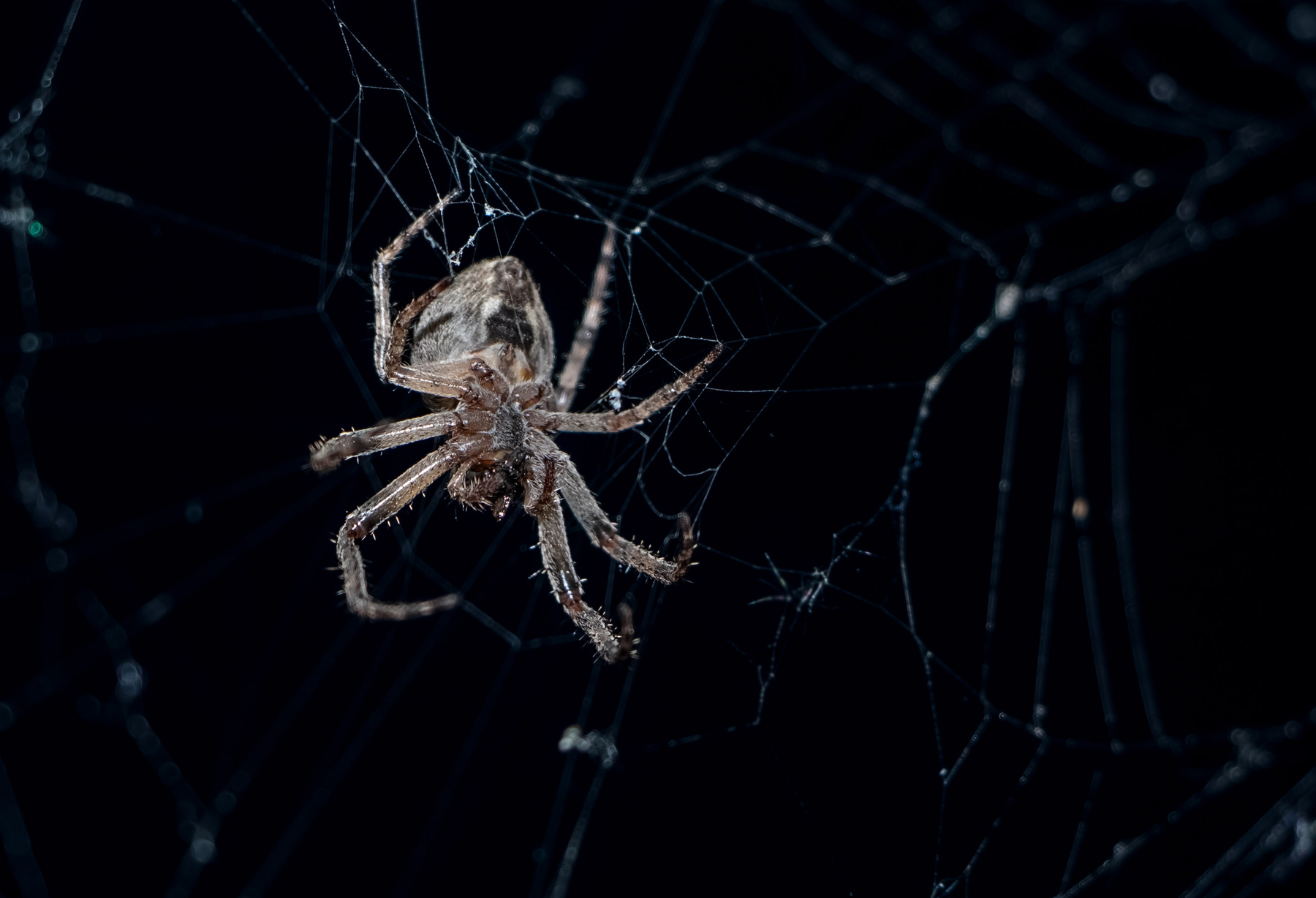 Ночной разбойник Природа паук ночь