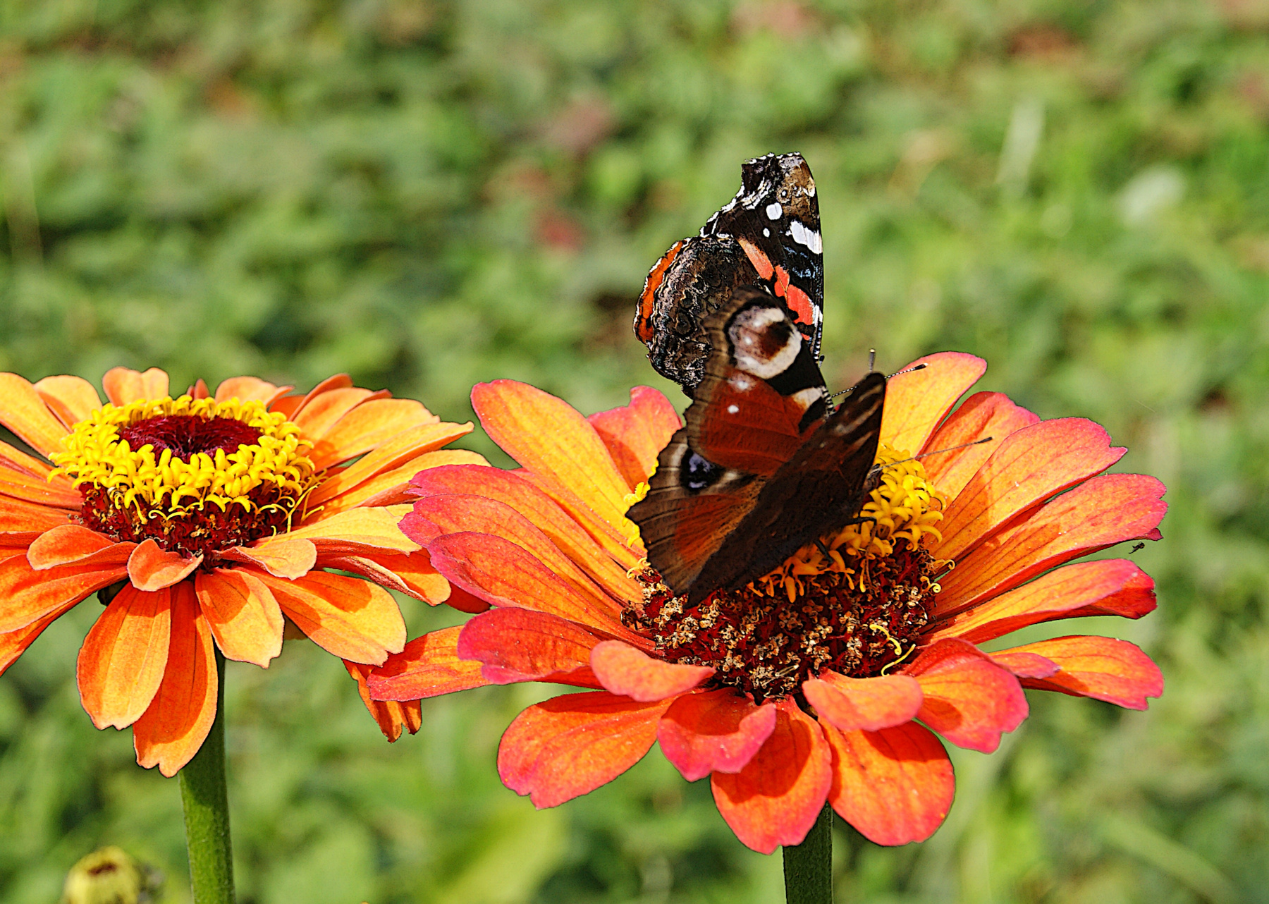 Бабочки на цинии лето бабочки Адмирал Павлиний глаз цветы циния