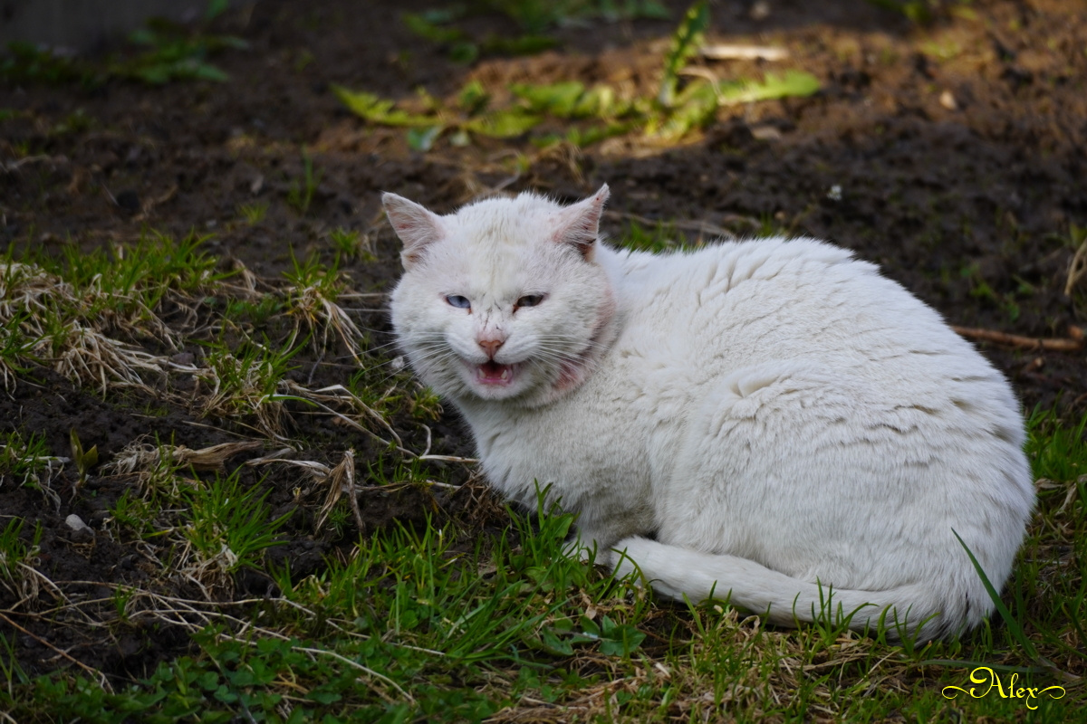 Боевой кот Васька кот животное белый Васька