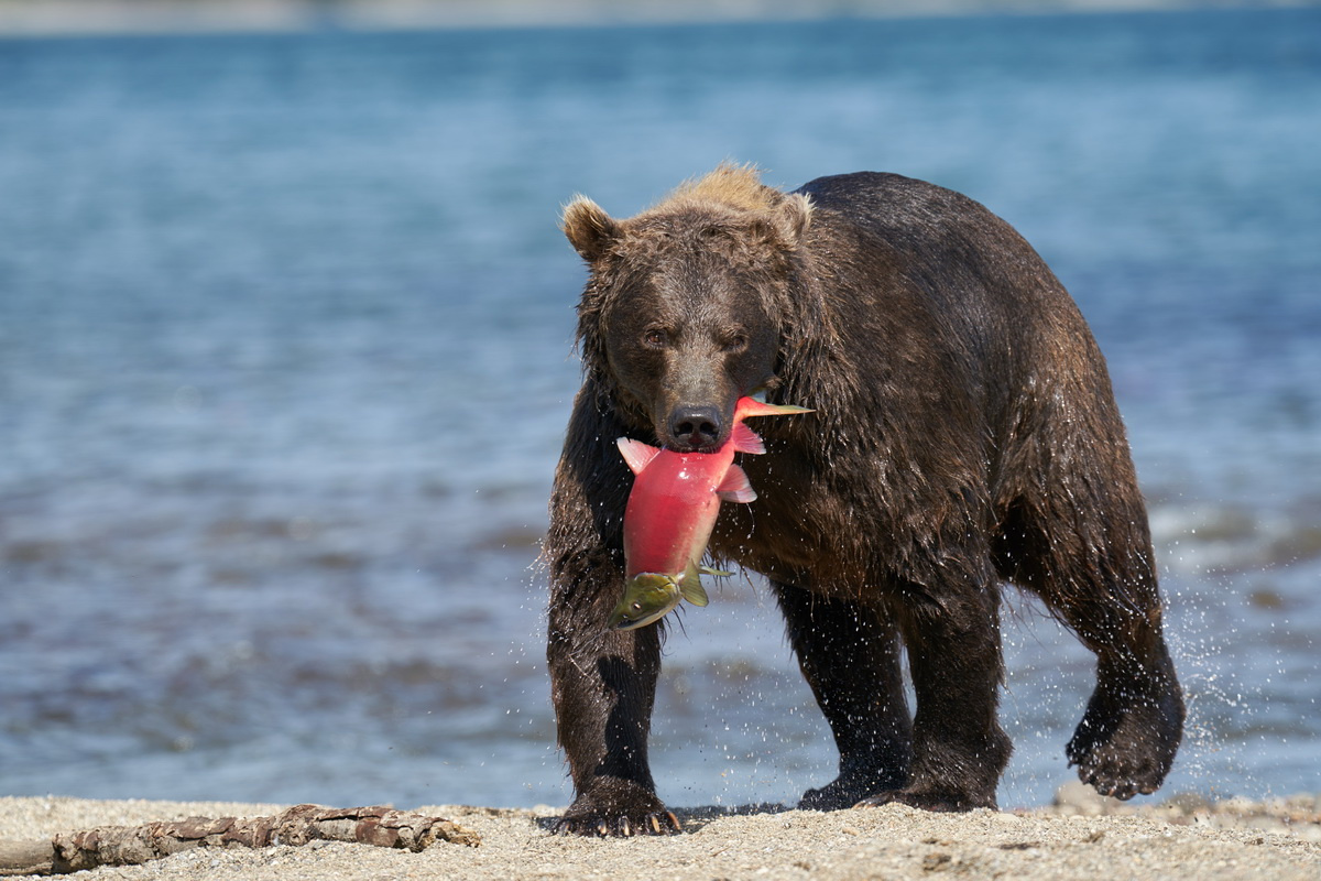 Хороший улов Камчатка медведь нерест нерка Курильскоеозеро южнокамчатскийзаказник