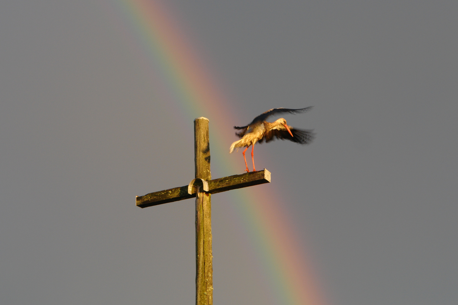 Детей дает Бог, а приносит аист. крест радуга аист птица небо