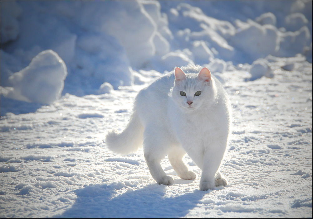 Кот белый 