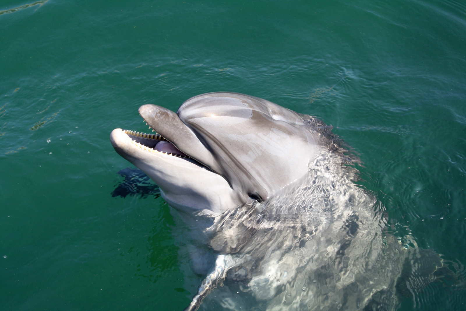 Доброго утра добрым людям!) дельфины животные