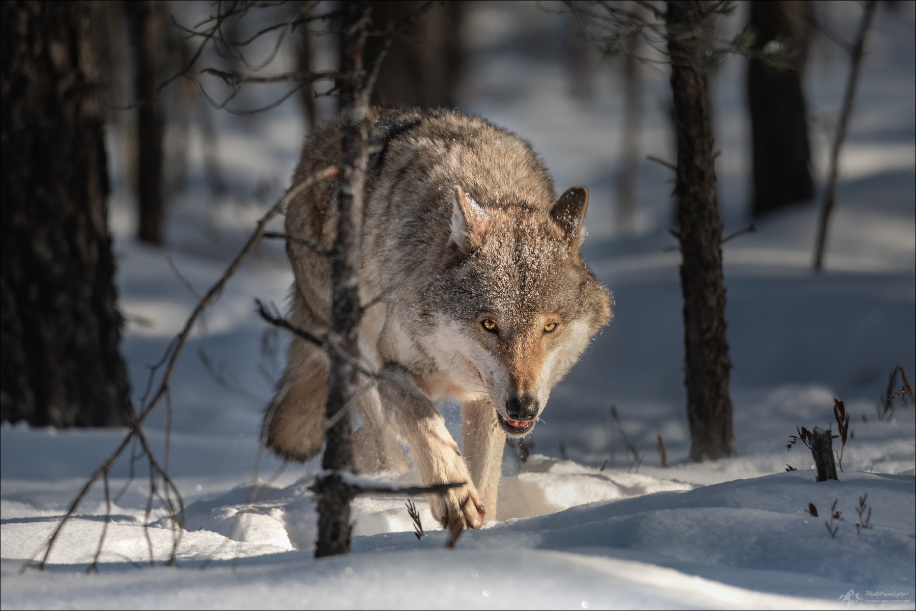 По следу .. волк wolf красная шапочка беларусь красный бор фототур в фотоохота canis lupus red riding hood серый обыкновенный евразийский европейский