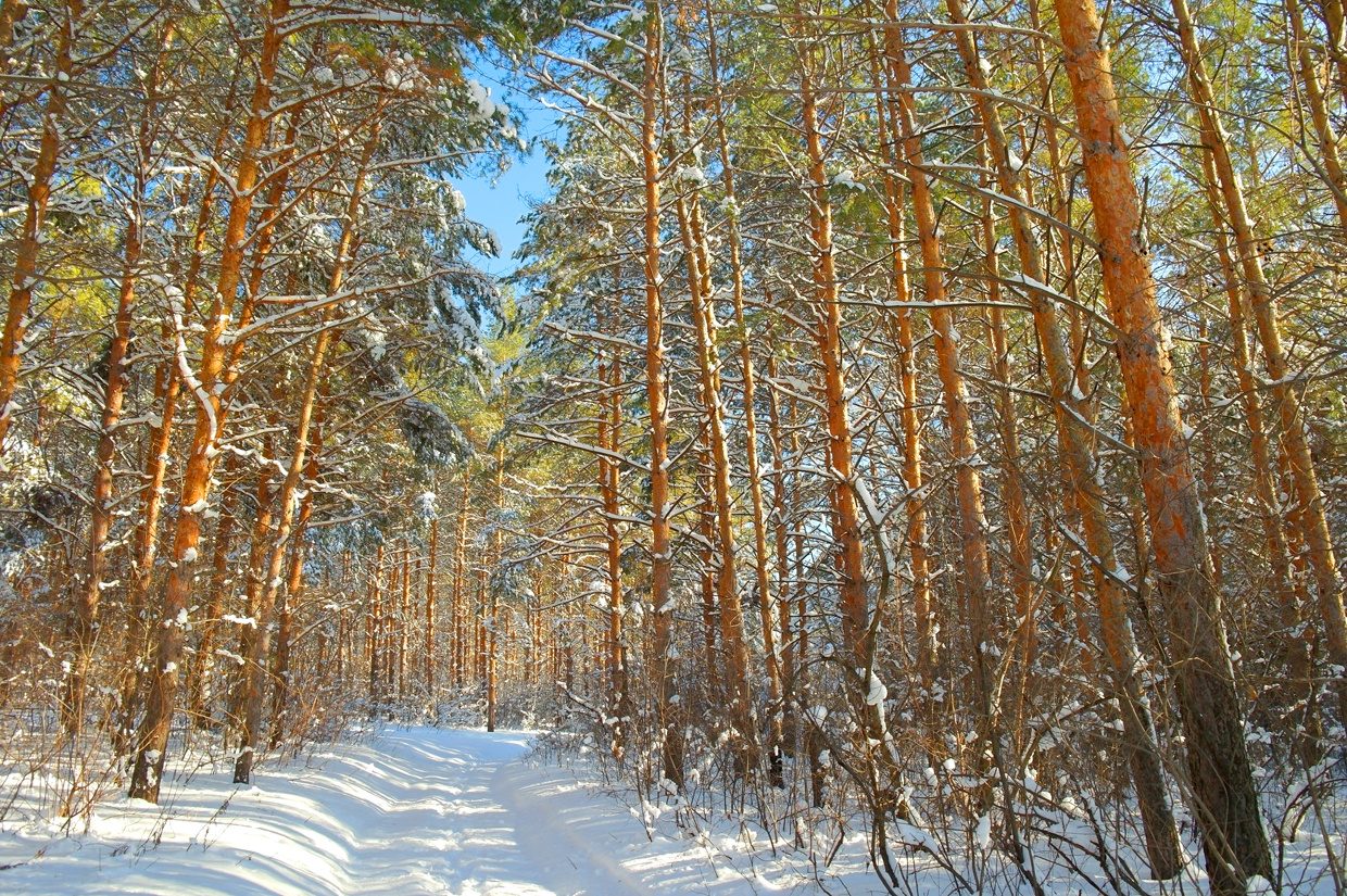 В зимнем лесу 