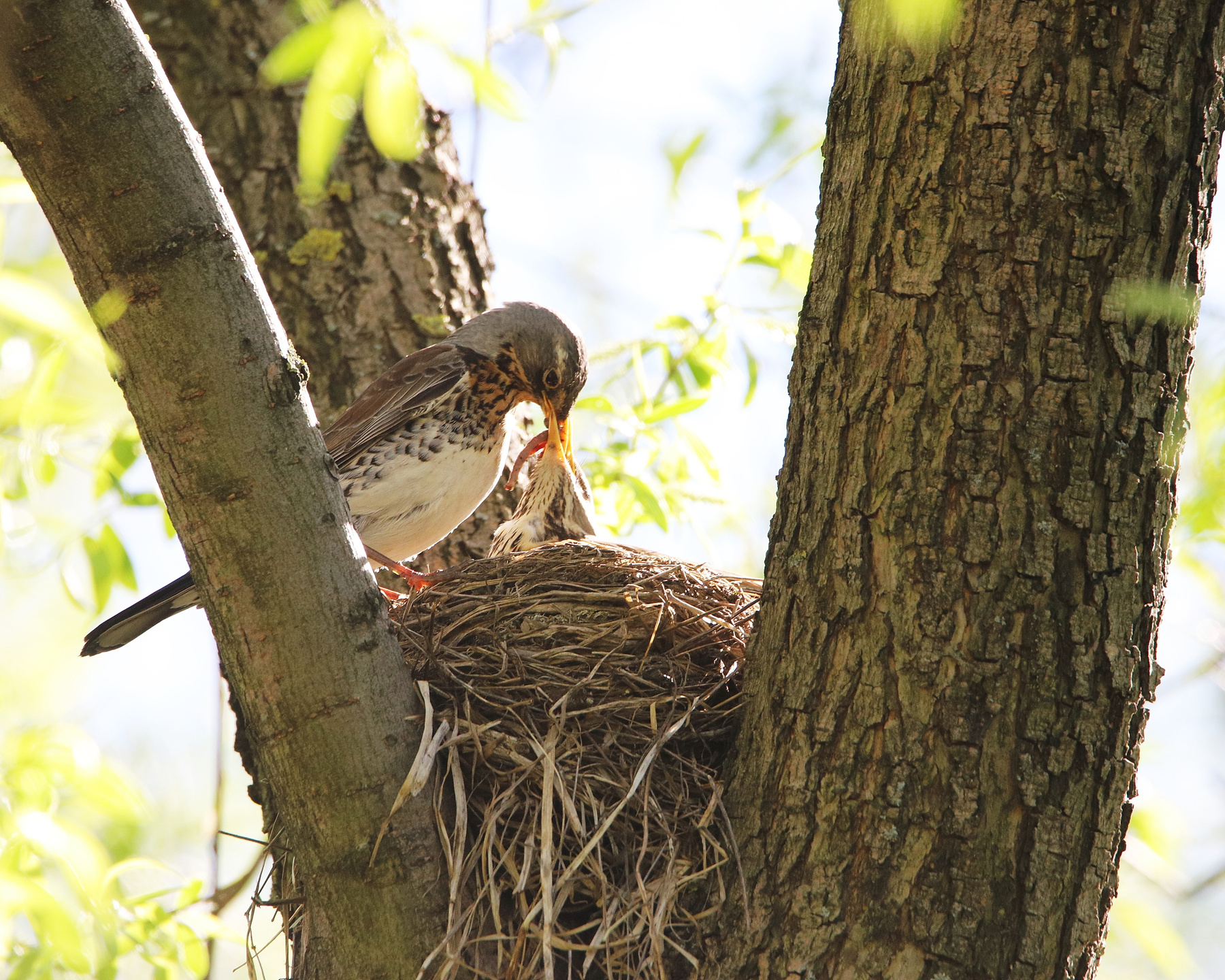 родительские заботы птицы дрозды гнездо весна