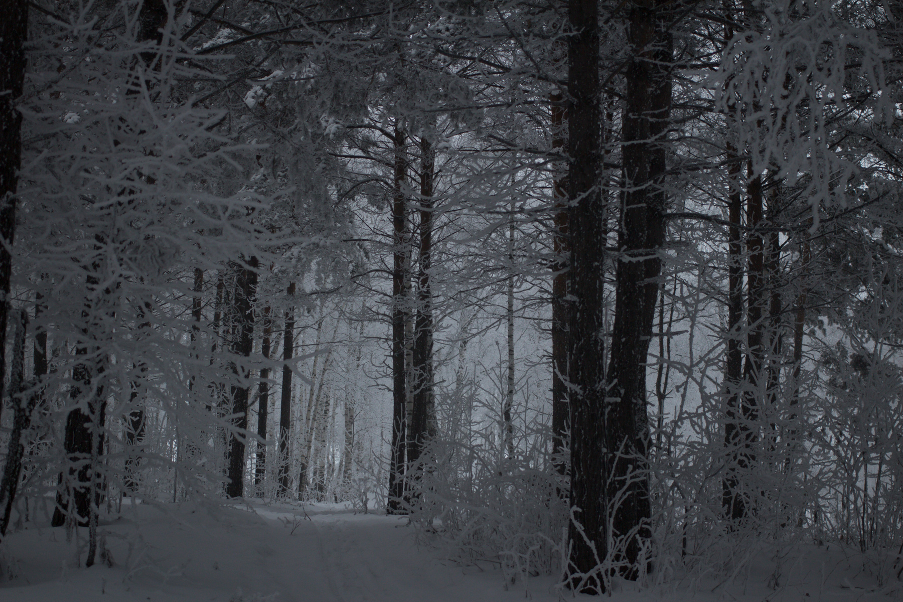 утром туманным морозным) зима утро туман лес мороз снег иней сибирь