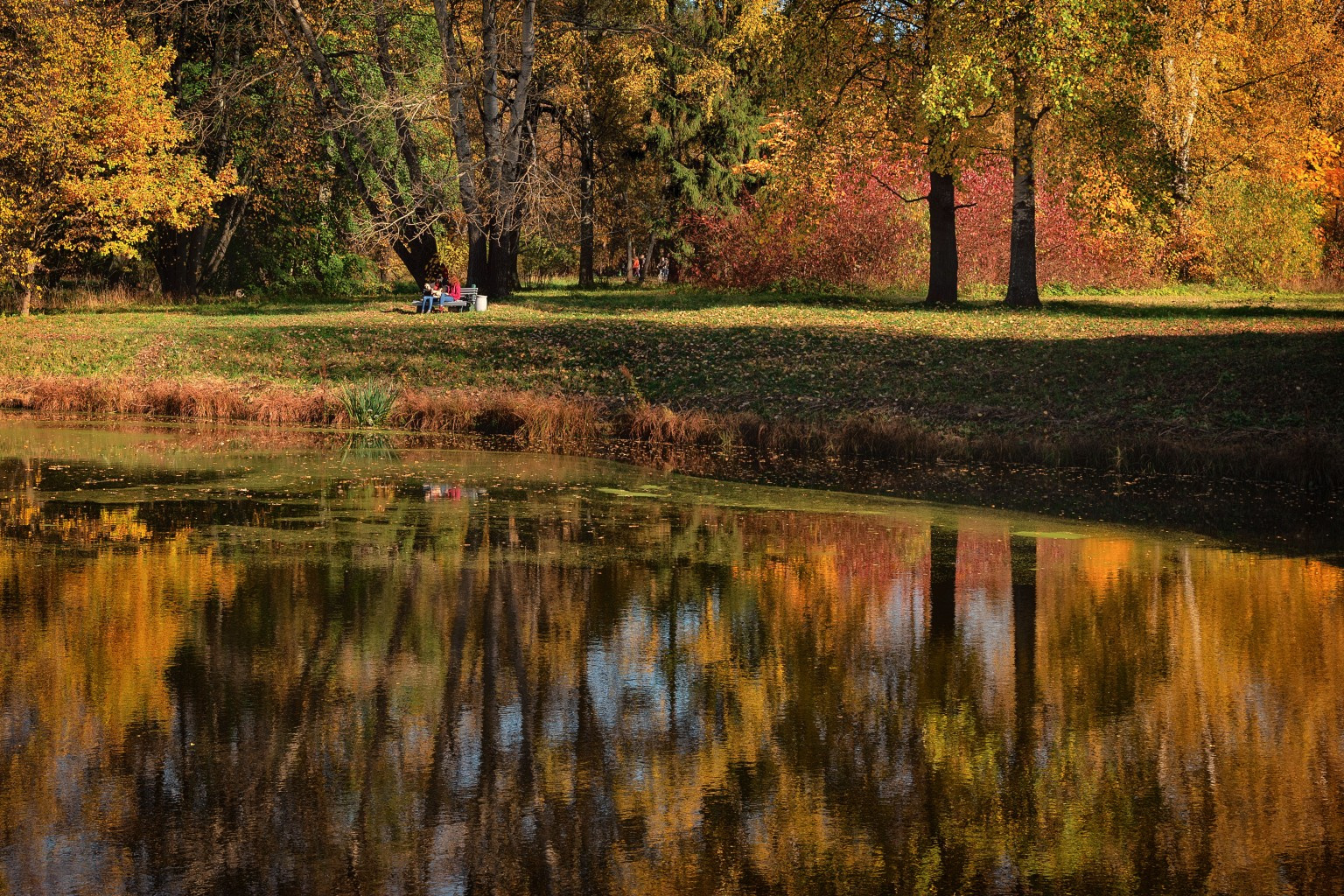 Все краски осени петербург осень парк павловск пруд
