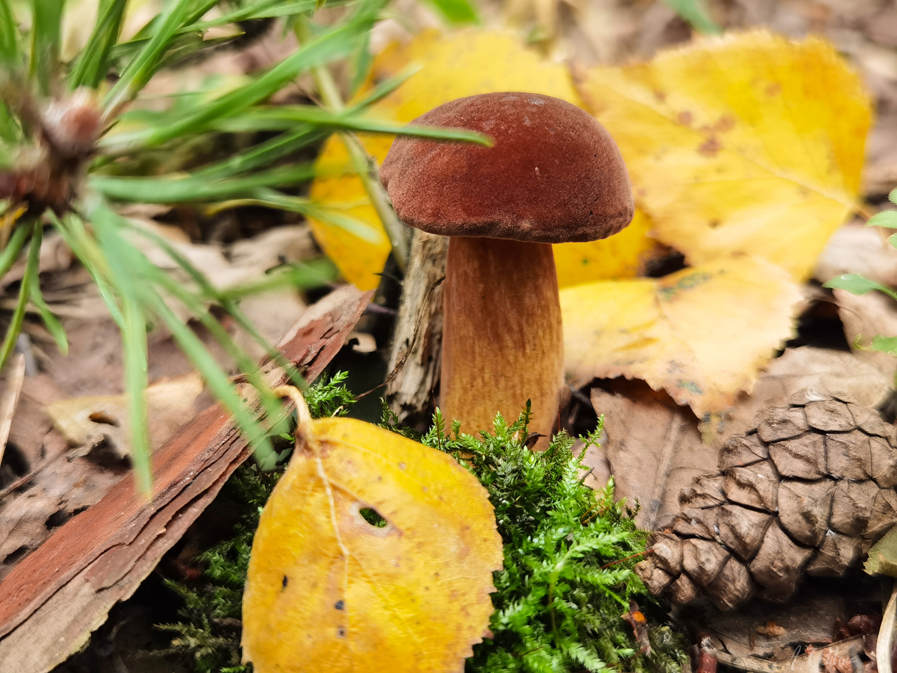 Дары леса Моховик польский гриб лес осень шишка сосна береза мох